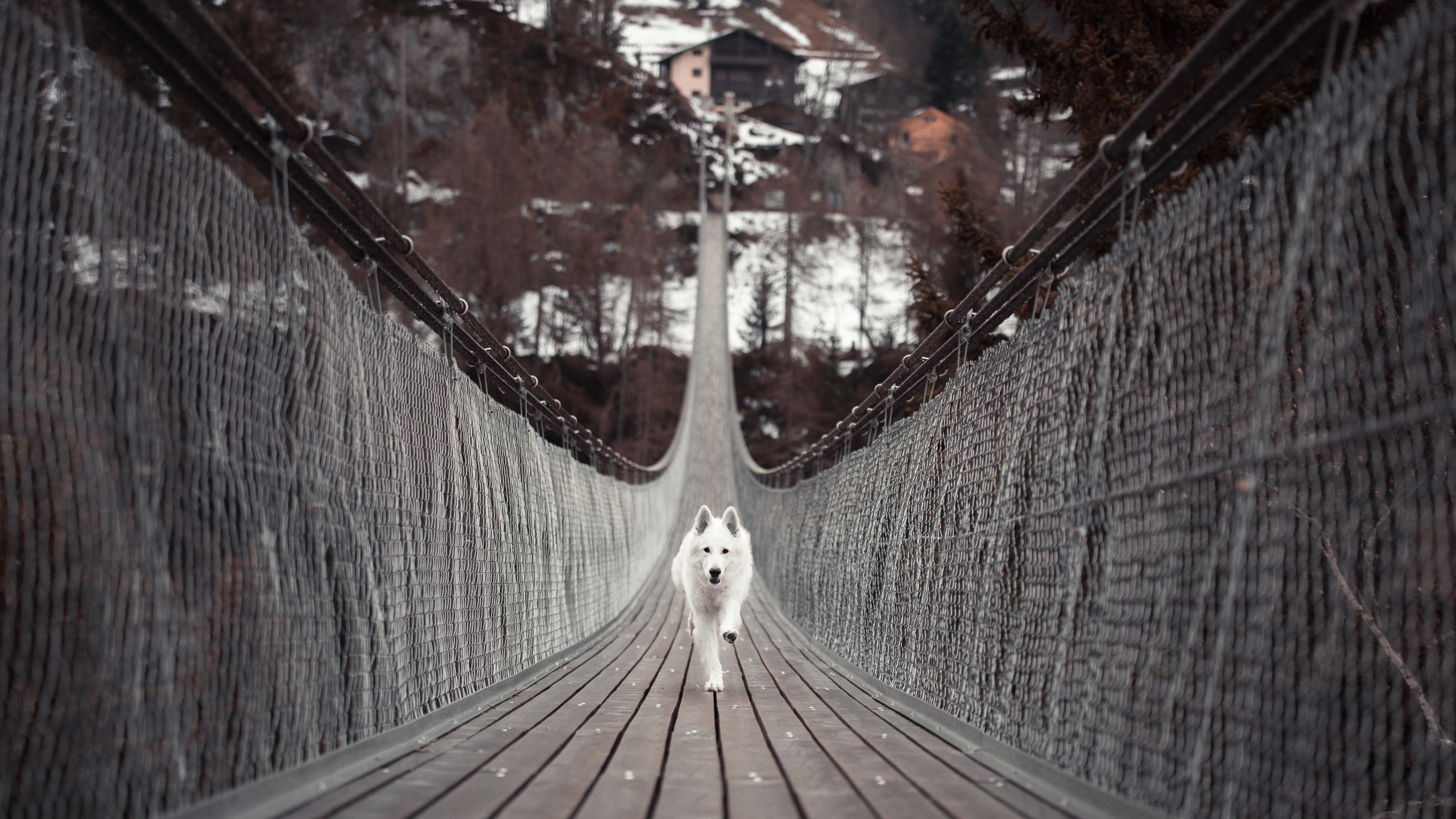 Weißer Langhaariger Hund Auf Brauner Holzbrücke. Wallpaper in 2560x1440 Resolution