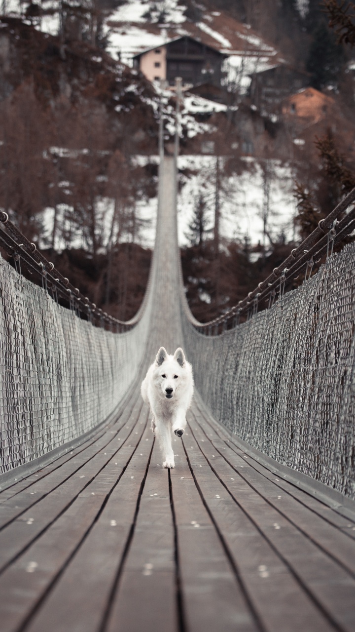 Weißer Langhaariger Hund Auf Brauner Holzbrücke. Wallpaper in 720x1280 Resolution