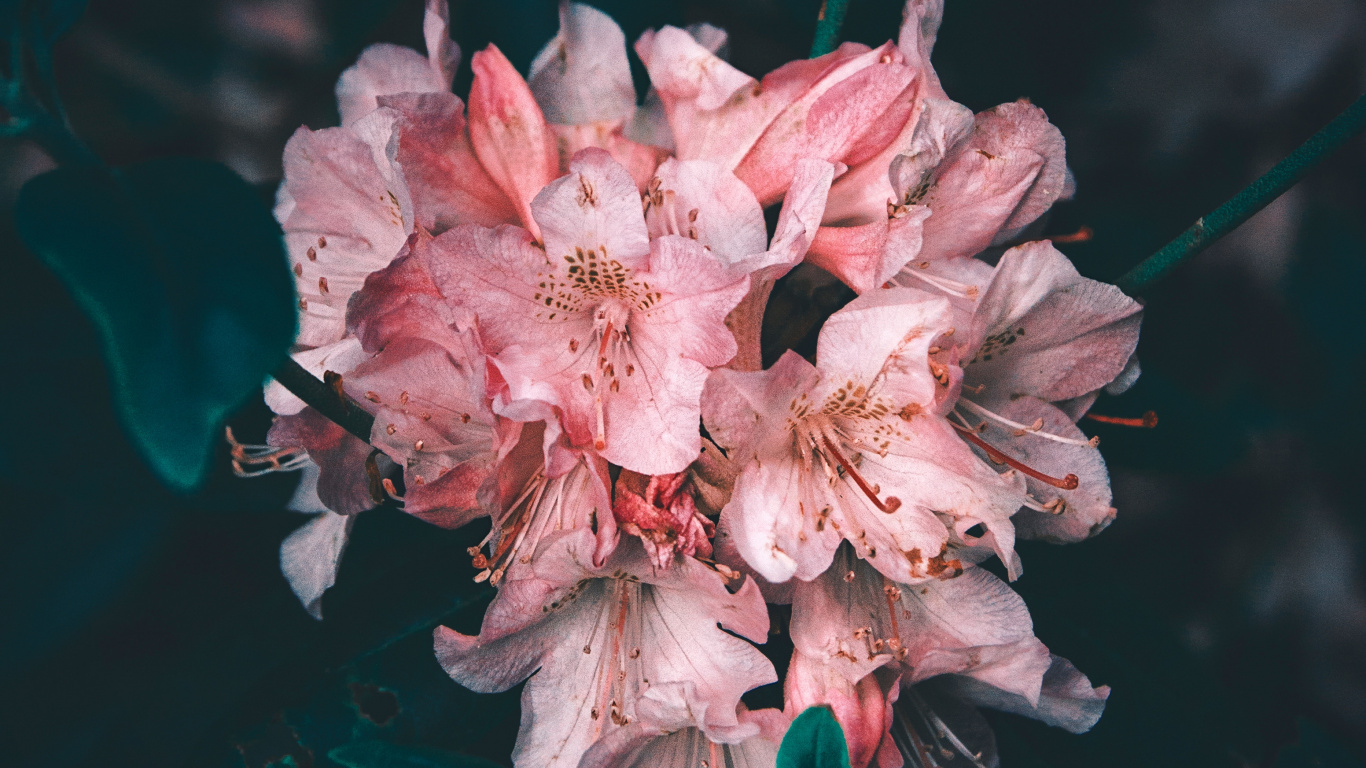 Pink and White Flower in Close up Photography. Wallpaper in 1366x768 Resolution