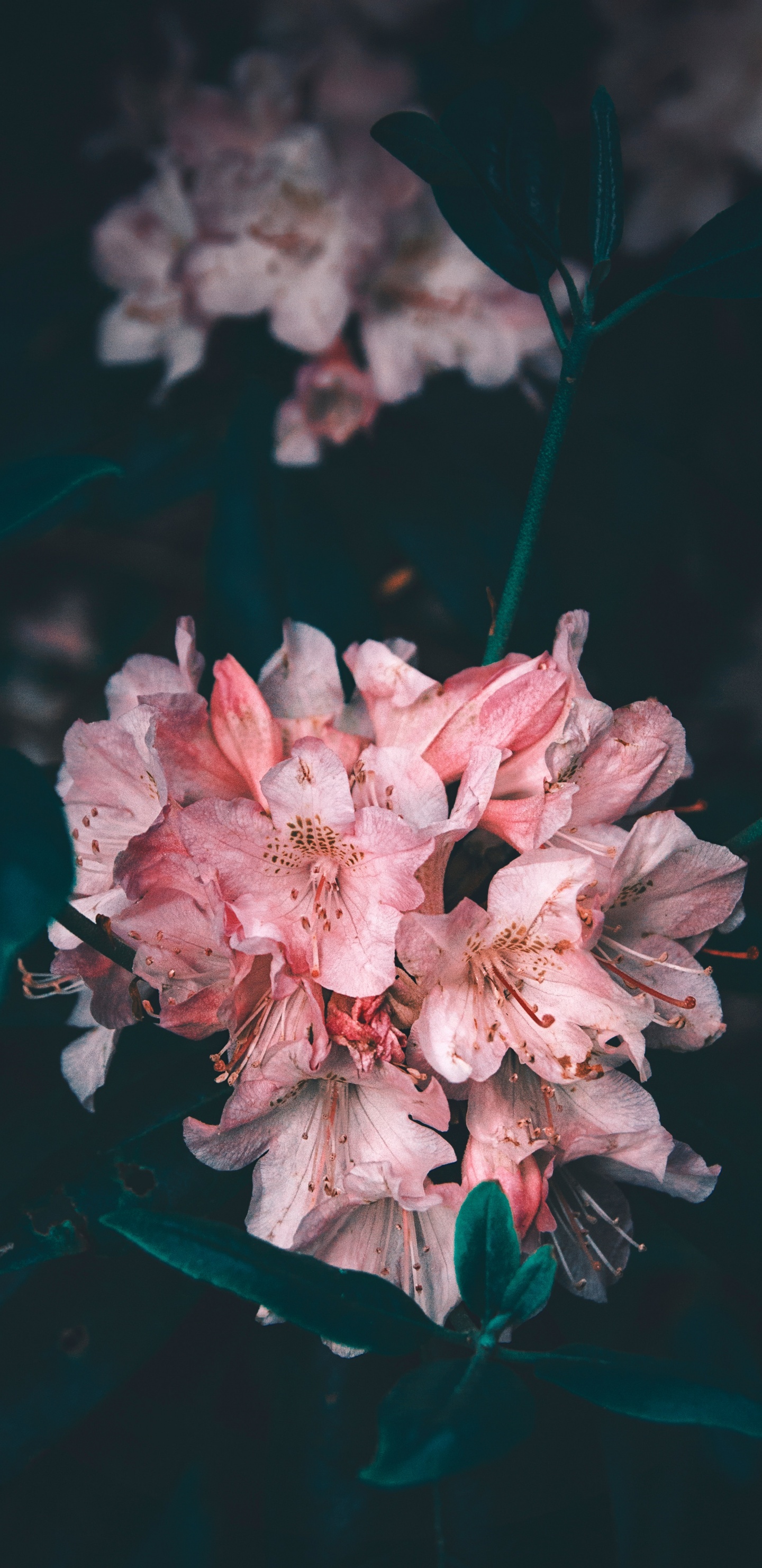 Pink and White Flower in Close up Photography. Wallpaper in 1440x2960 Resolution