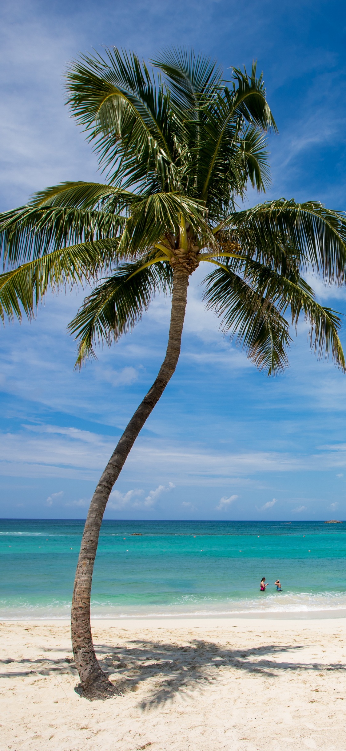 Palm Tree on Beach Shore During Daytime. Wallpaper in 1125x2436 Resolution