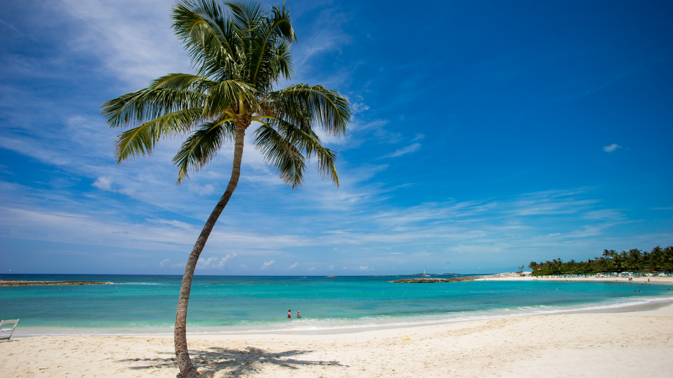 Palm Tree on Beach Shore During Daytime. Wallpaper in 1366x768 Resolution
