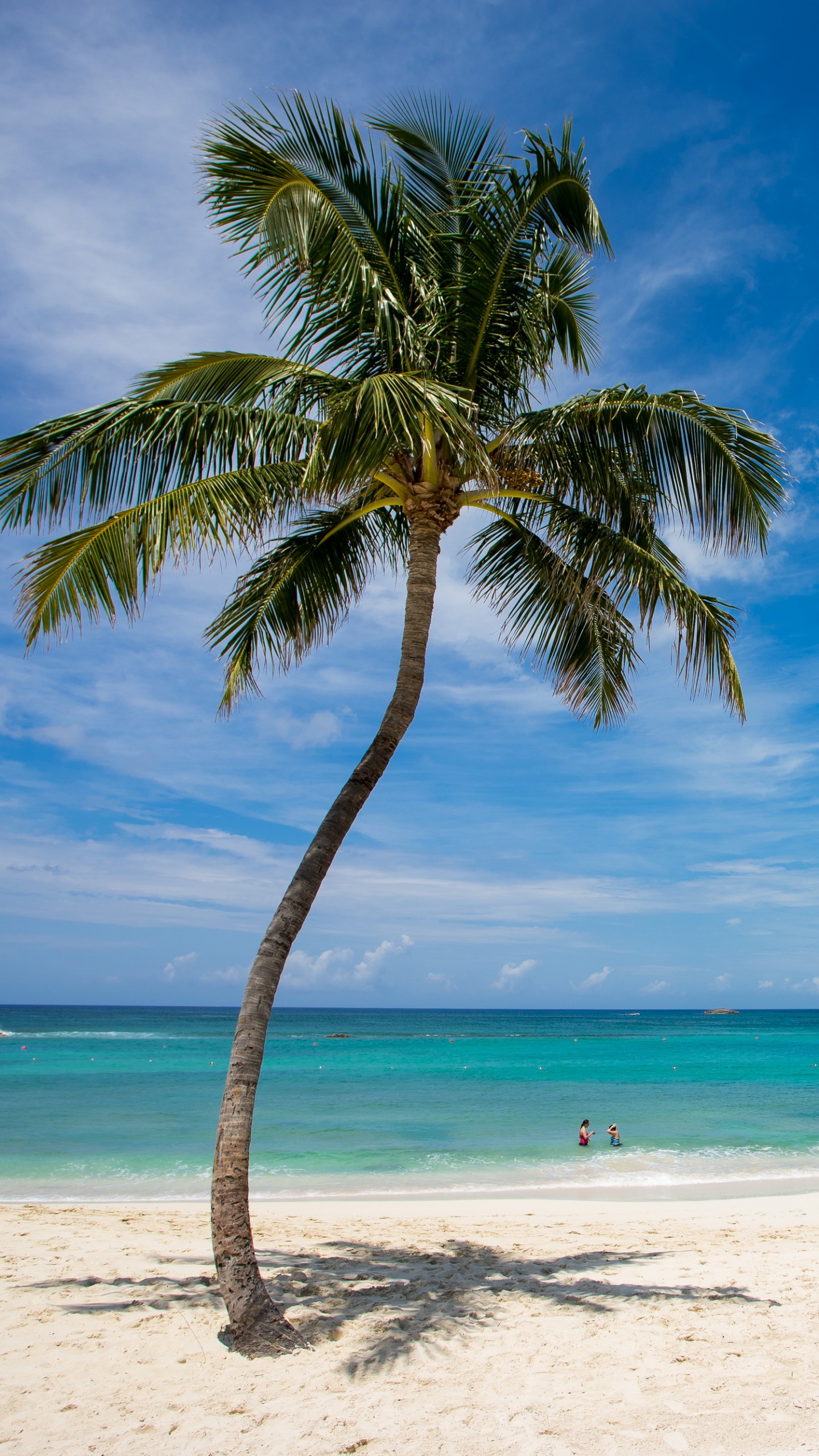 Palm Tree on Beach Shore During Daytime. Wallpaper in 1440x2560 Resolution