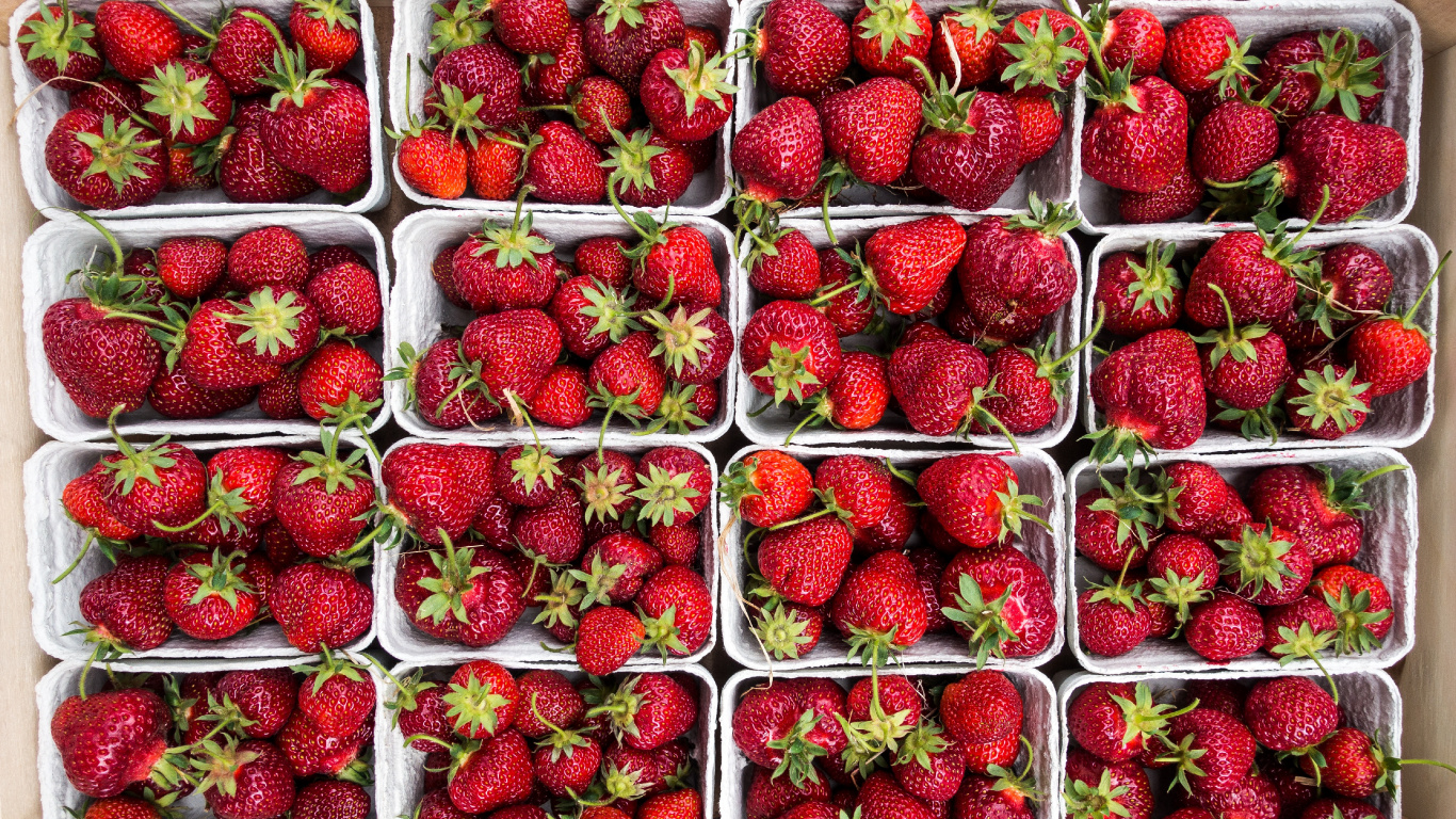 Rote Erdbeeren im Durchsichtigen Plastikbehälter. Wallpaper in 1366x768 Resolution