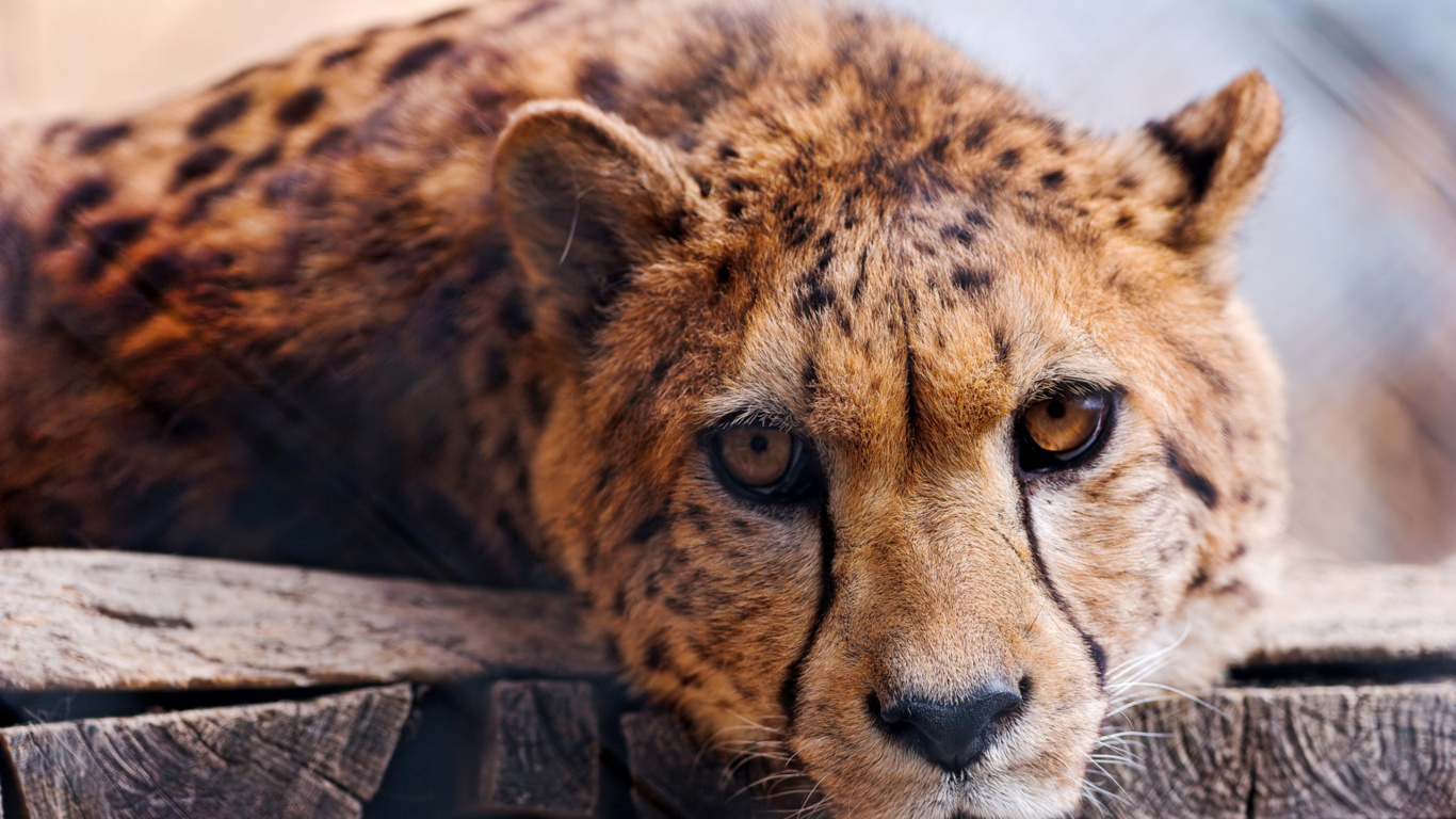 Brown and Black Cheetah on Brown Wooden Log. Wallpaper in 1366x768 Resolution