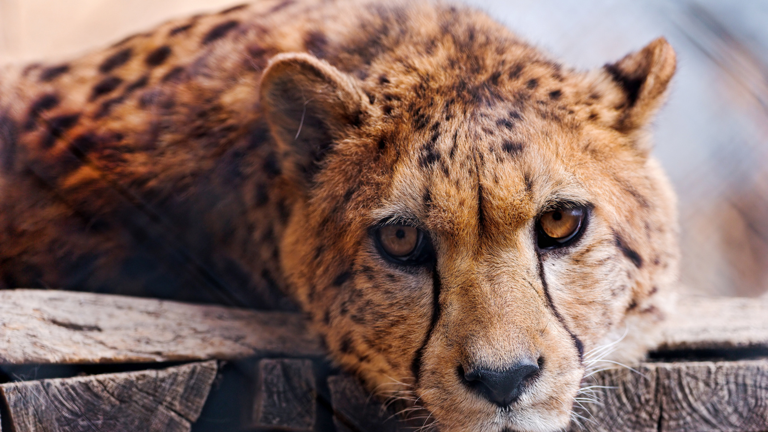 Brown and Black Cheetah on Brown Wooden Log. Wallpaper in 2560x1440 Resolution