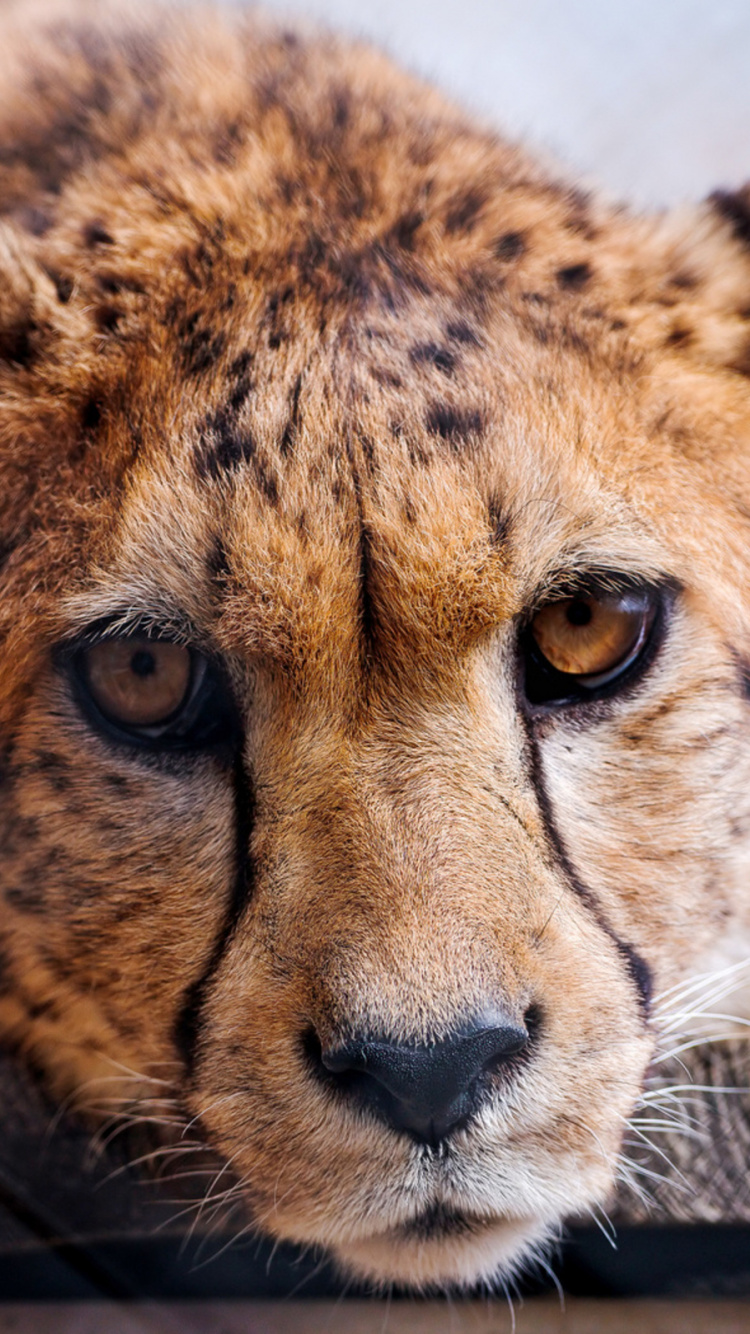 Guépard Marron et Noir Sur Bûche de Bois Marron. Wallpaper in 750x1334 Resolution