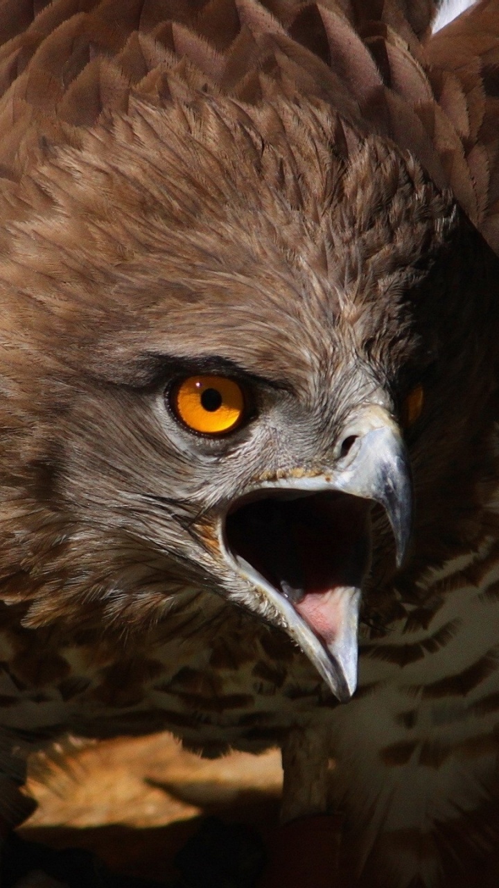 Braun-weißer Adler Auf Braunem Ast. Wallpaper in 720x1280 Resolution