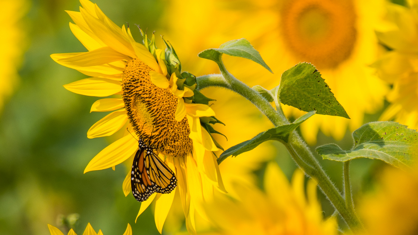 Mariposa Amarilla y Negra Sobre Girasol Amarillo Durante el Día. Wallpaper in 1366x768 Resolution