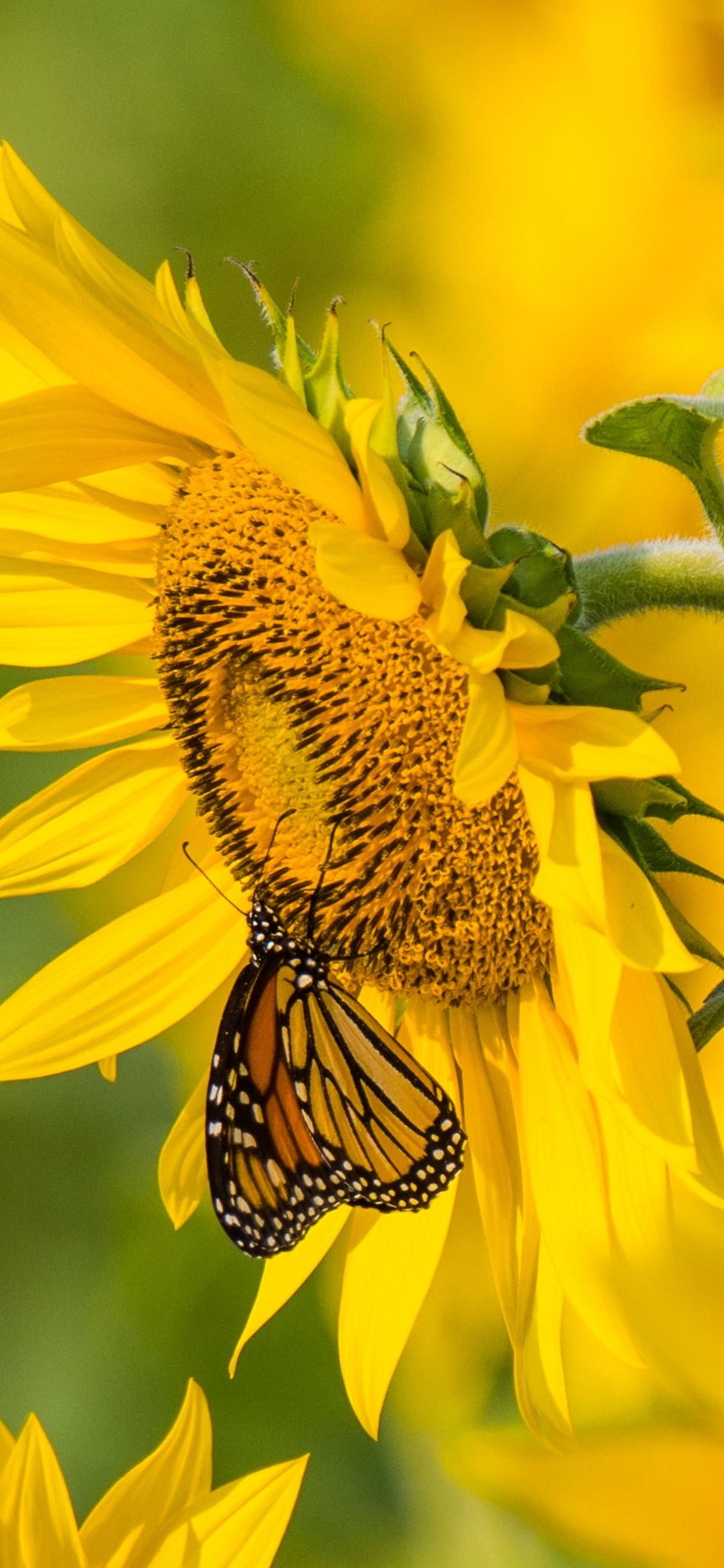 Yellow and Black Butterfly on Yellow Sunflower During Daytime. Wallpaper in 1242x2688 Resolution