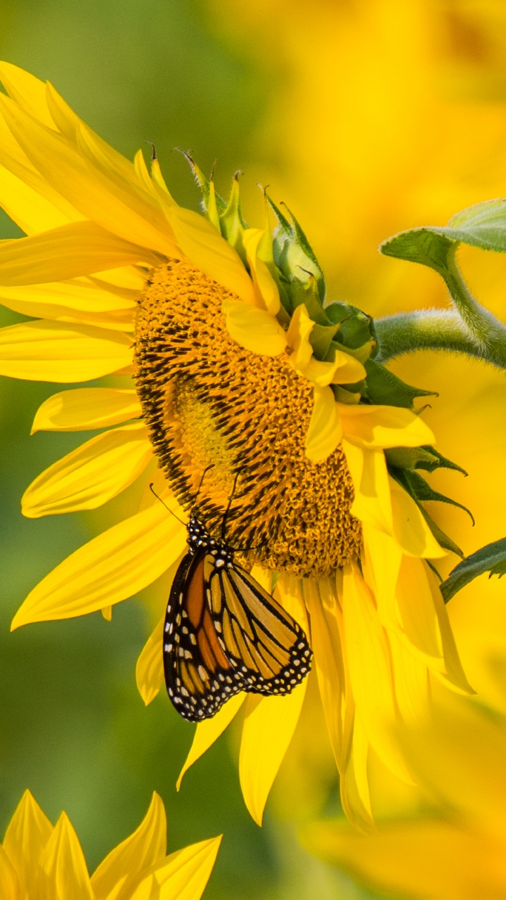 Yellow and Black Butterfly on Yellow Sunflower During Daytime. Wallpaper in 720x1280 Resolution