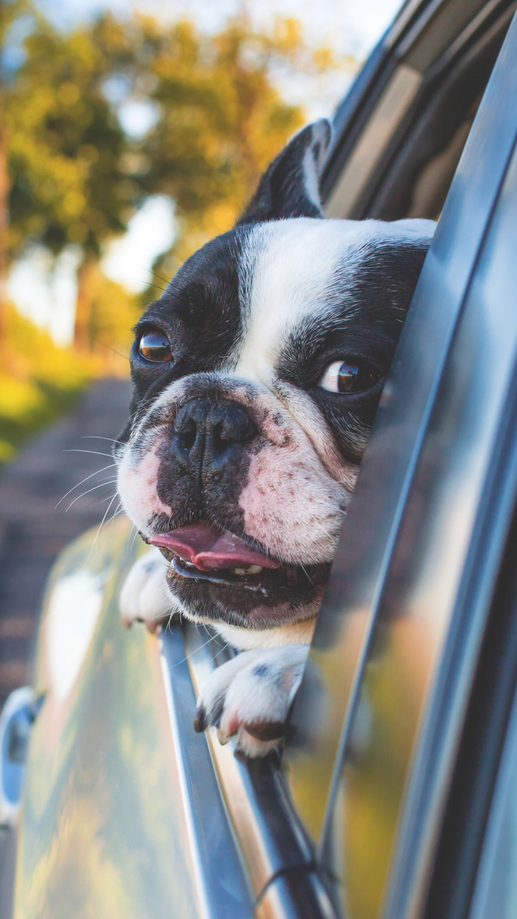 Black and White Short Coated Dog on Car Window During Daytime. Wallpaper in 750x1334 Resolution