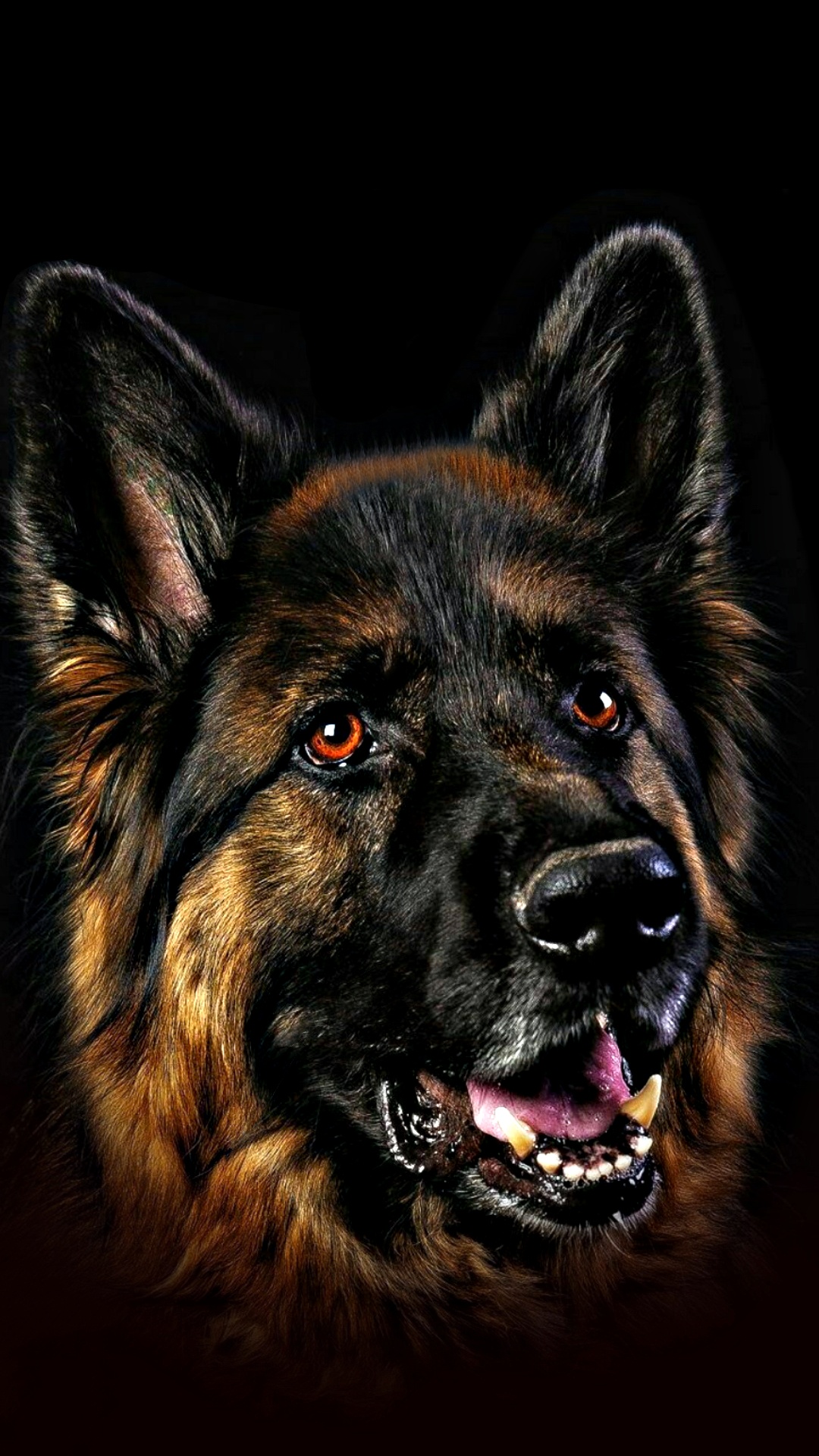 Pastor Alemán, Cachorro, el Pastoreo de Perro, Husky Siberiano, Perro. Wallpaper in 1080x1920 Resolution