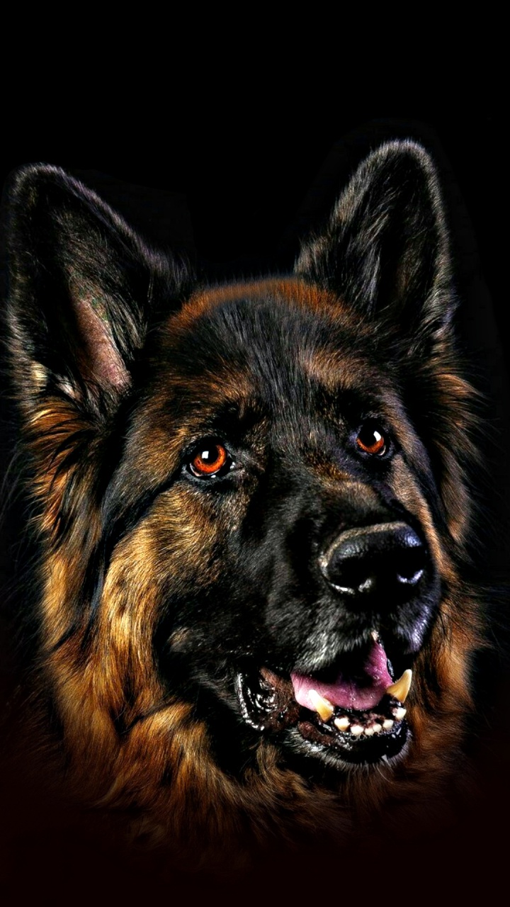 Pastor Alemán, Cachorro, el Pastoreo de Perro, Husky Siberiano, Perro. Wallpaper in 720x1280 Resolution