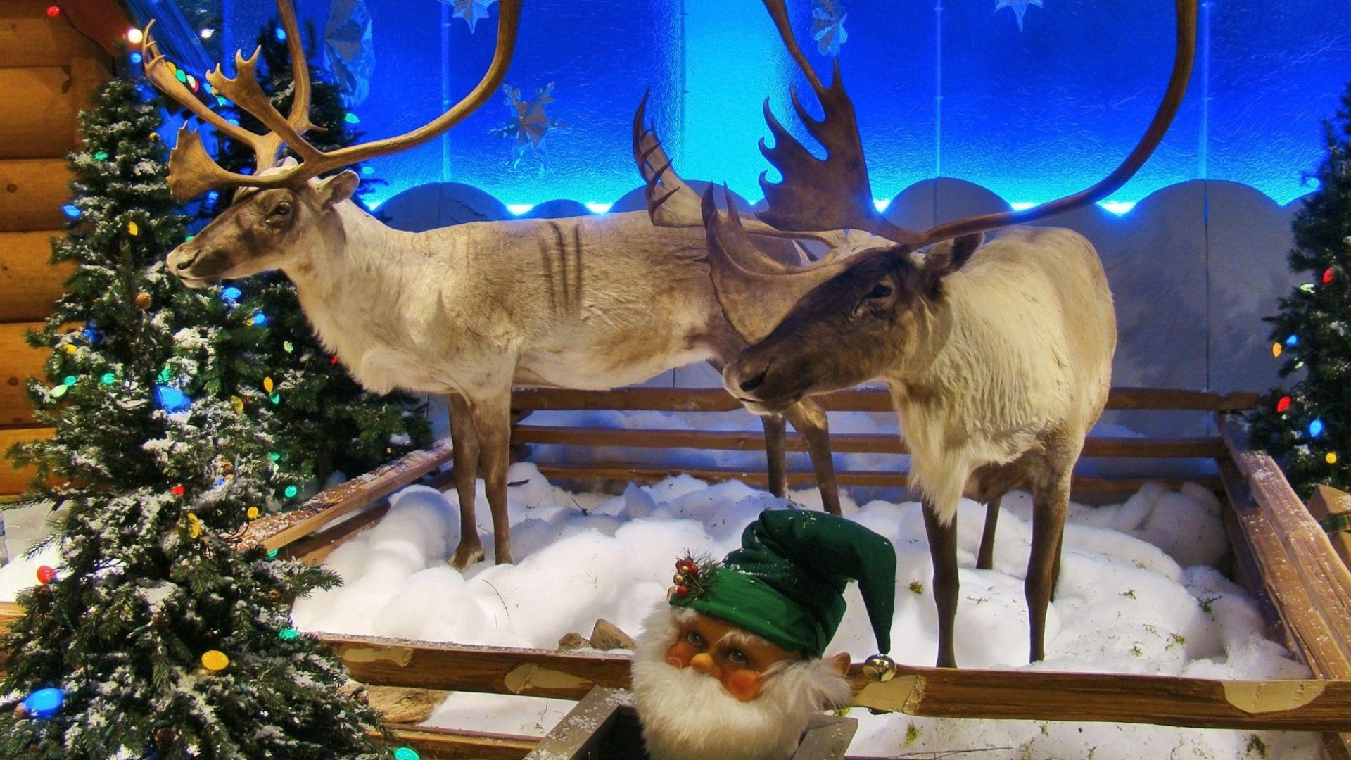 Reindeer, Wildlife, Christmas, Christmas Tree, Christmas Decoration. Wallpaper in 1920x1080 Resolution