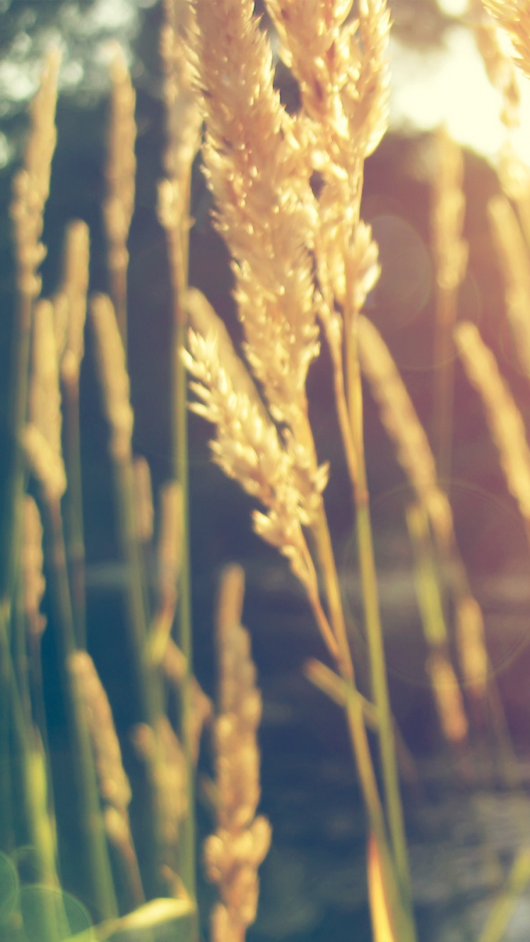 Brown Wheat in Water During Daytime. Wallpaper in 750x1334 Resolution