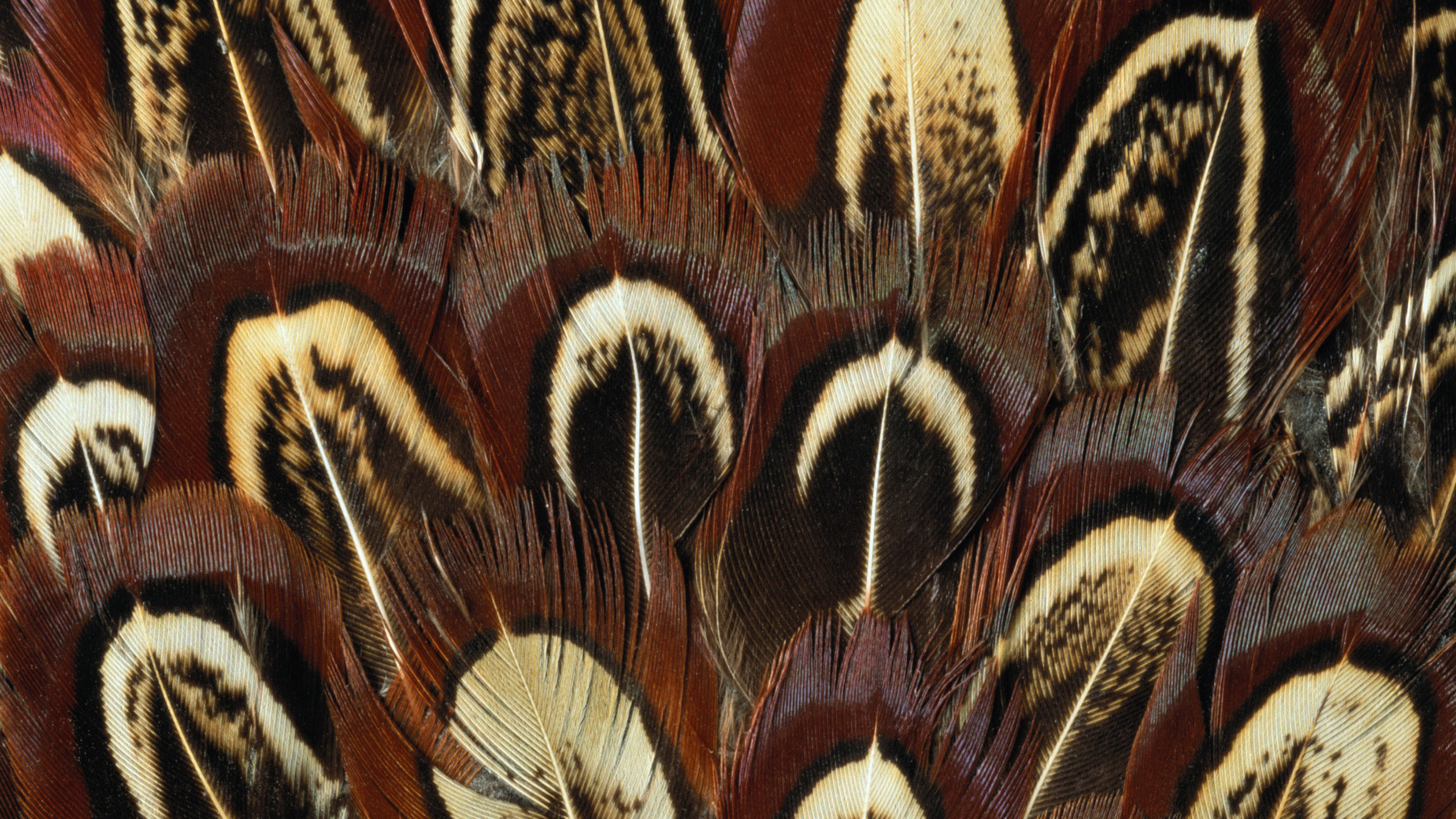 Braunes Und Weißes Federtextil. Wallpaper in 2560x1440 Resolution