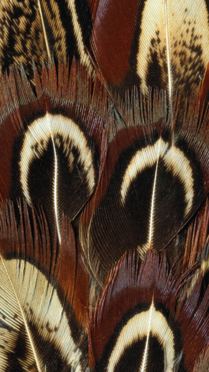 Textil de Plumas Marrón y Blanco. Wallpaper in 720x1280 Resolution