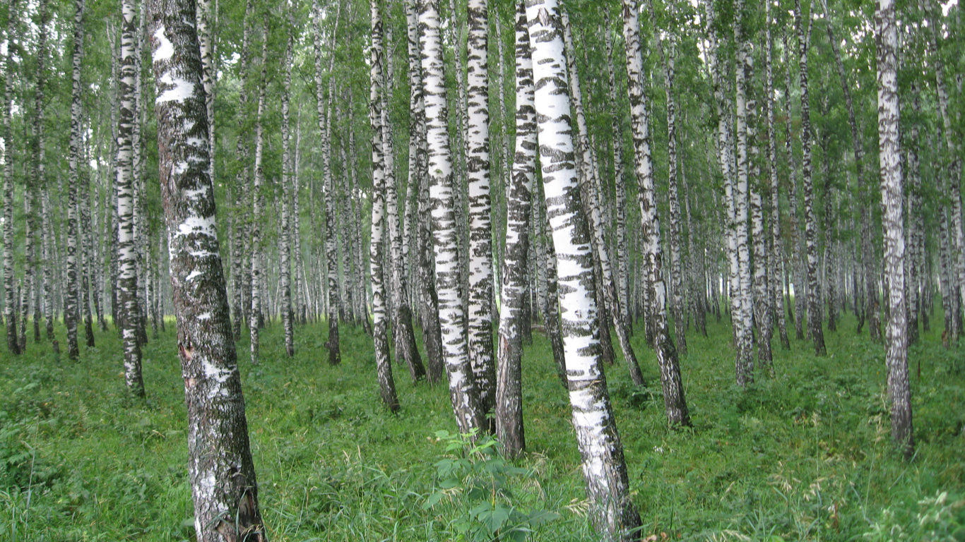 Hierba Verde y Árboles Durante el Día. Wallpaper in 1366x768 Resolution