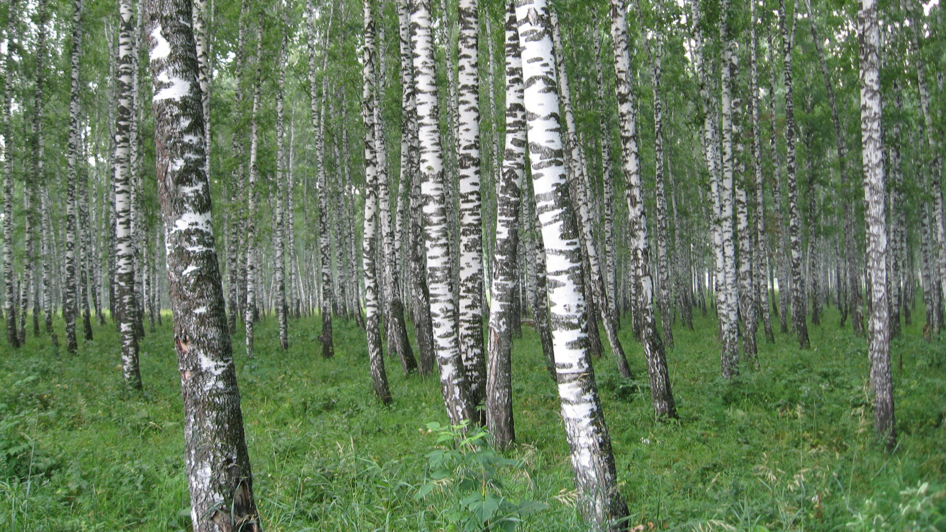 Hierba Verde y Árboles Durante el Día. Wallpaper in 1920x1080 Resolution