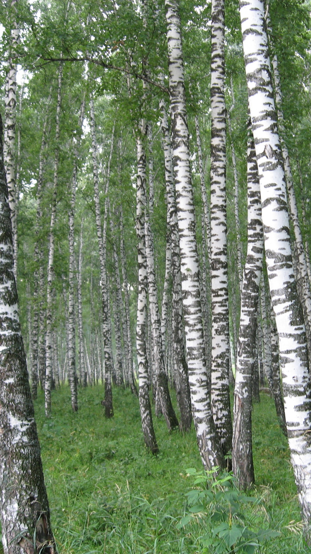 Tagsüber Grünes Gras Und Bäume. Wallpaper in 1080x1920 Resolution