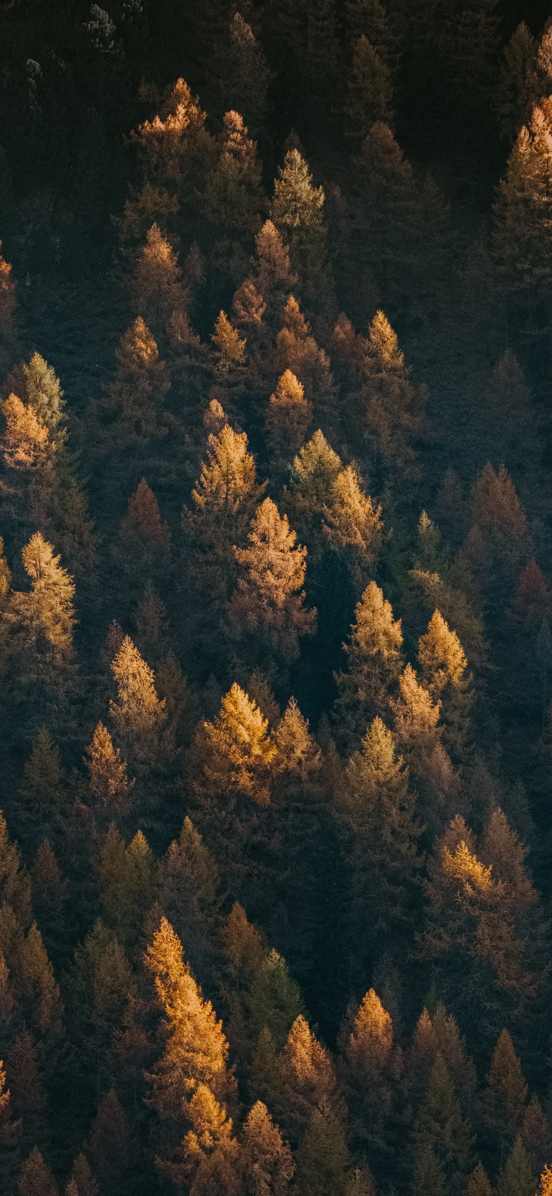 Baum, Geologie, Rock, Gr, Wald. Wallpaper in 1125x2436 Resolution