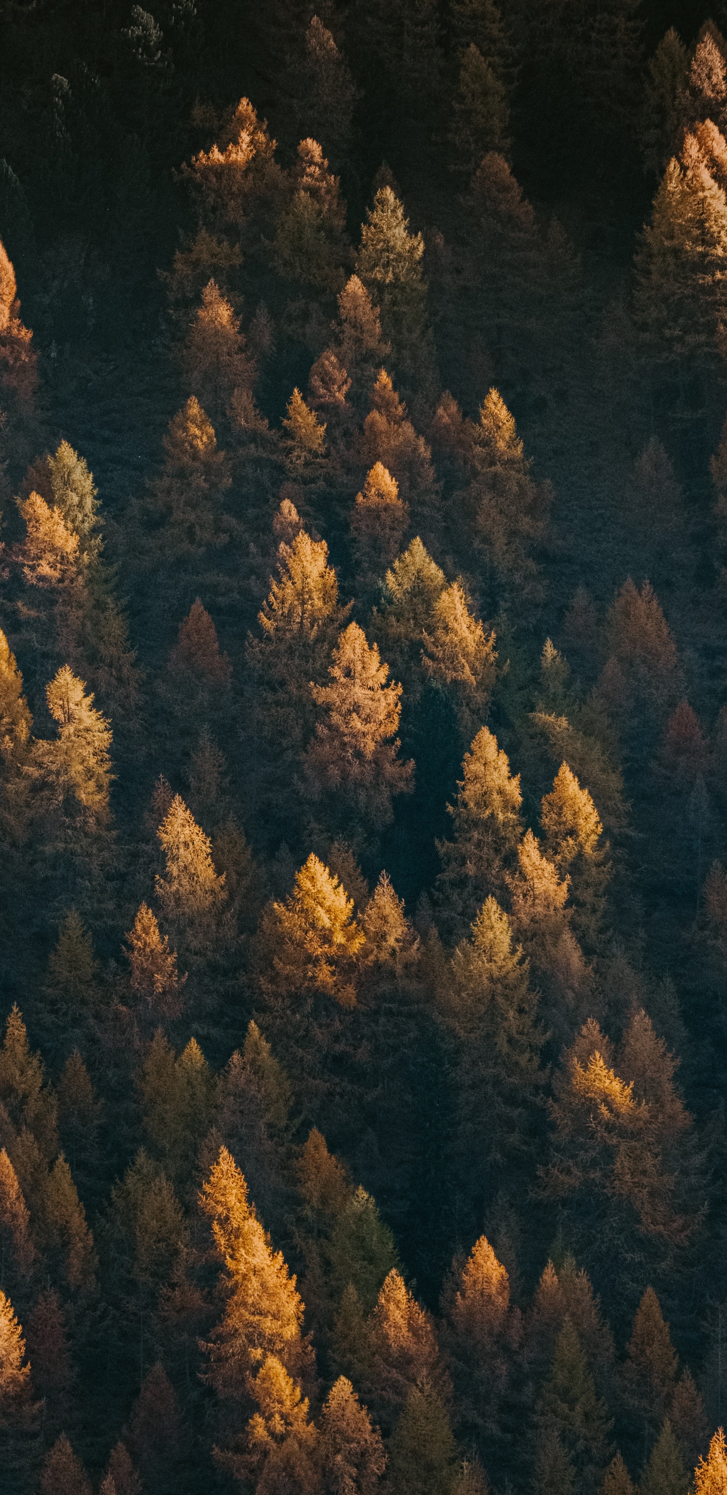 Baum, Geologie, Rock, Gr, Wald. Wallpaper in 1440x2960 Resolution