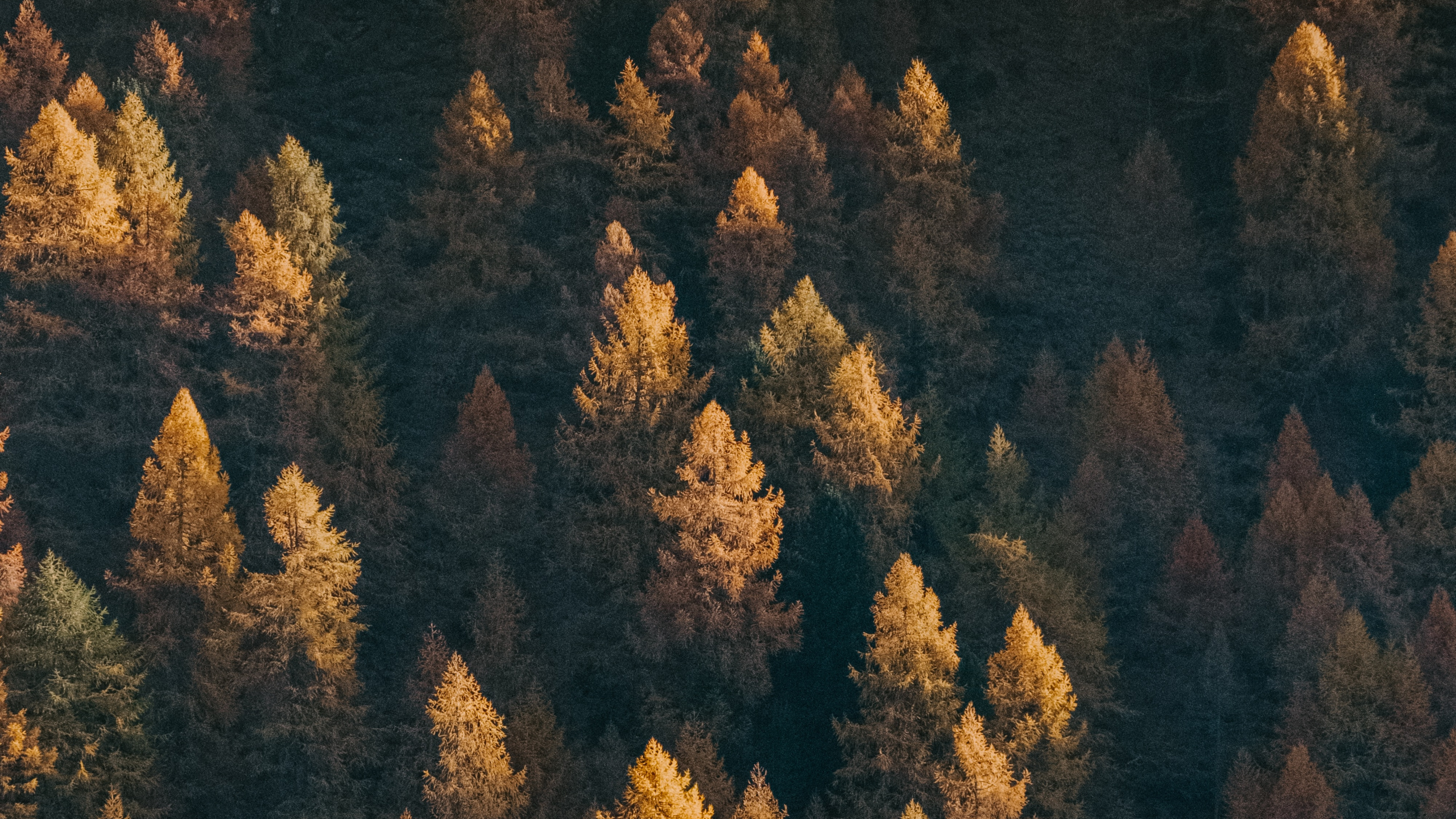 Baum, Geologie, Rock, Gr, Wald. Wallpaper in 2560x1440 Resolution