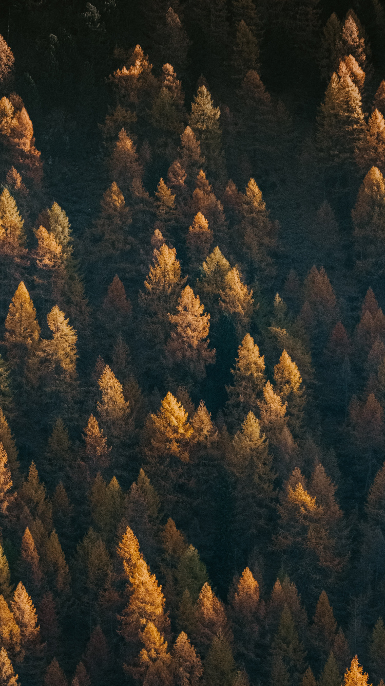 Baum, Geologie, Rock, Gr, Wald. Wallpaper in 750x1334 Resolution