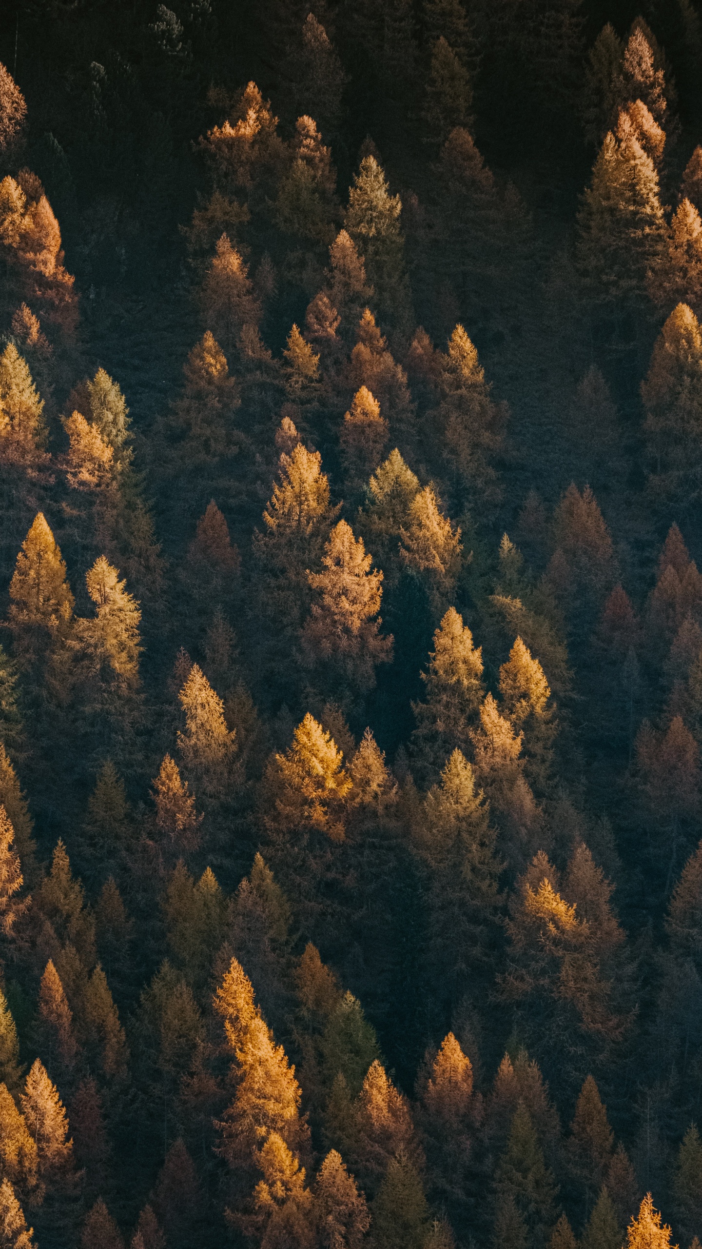 Tree, Formation, Geology, Rock, Green. Wallpaper in 1440x2560 Resolution