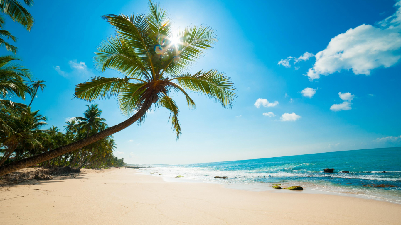 Green Palm Tree on White Sand Beach During Daytime. Wallpaper in 1366x768 Resolution