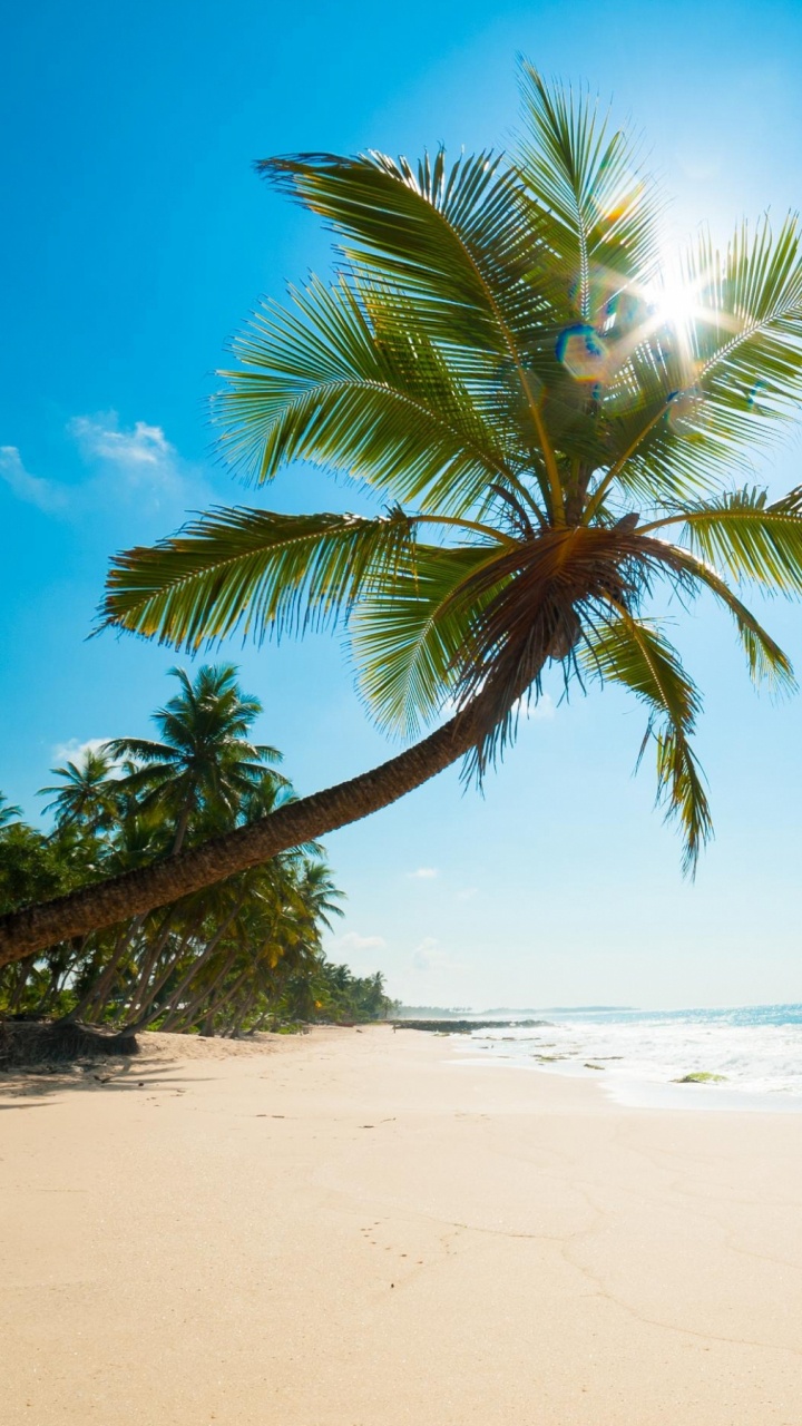 Green Palm Tree on White Sand Beach During Daytime. Wallpaper in 720x1280 Resolution