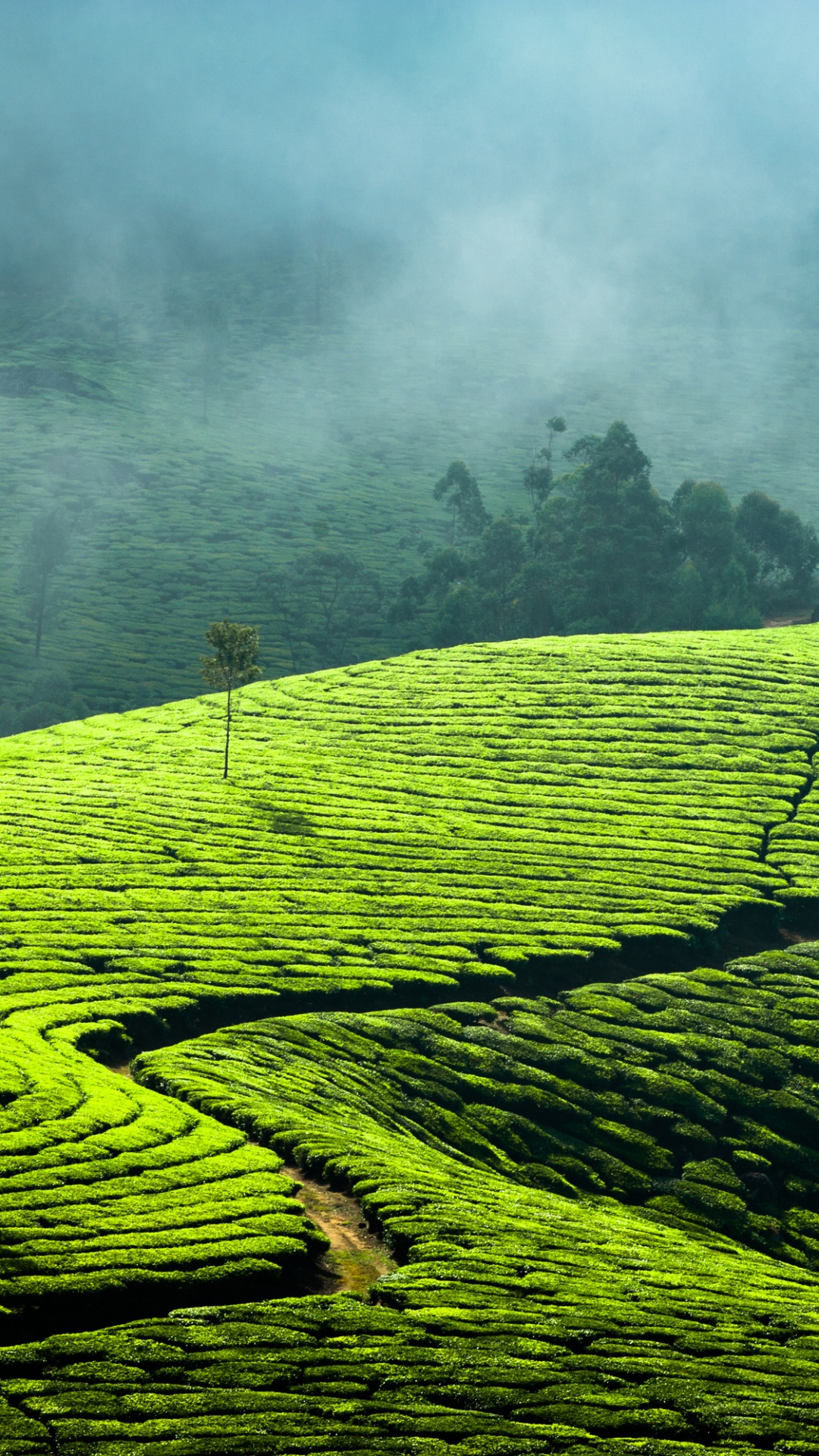 Green Grass Field With Fog. Wallpaper in 1080x1920 Resolution