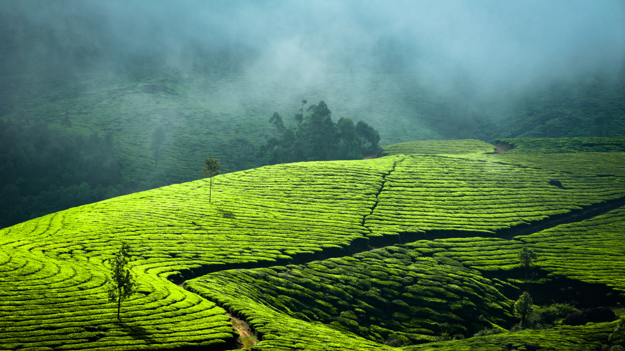 Green Grass Field With Fog. Wallpaper in 1280x720 Resolution
