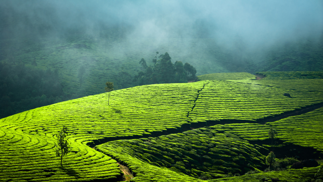 Green Grass Field With Fog. Wallpaper in 1366x768 Resolution