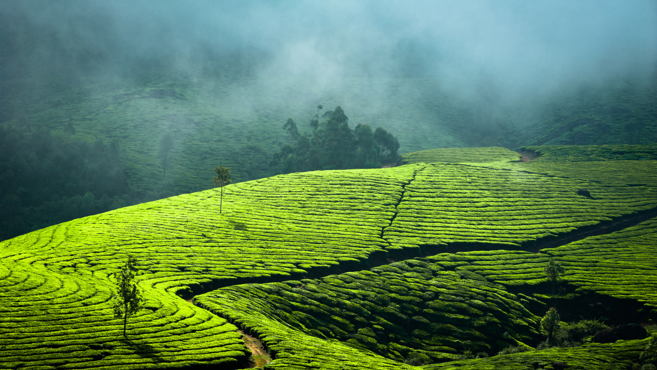 Green Grass Field With Fog. Wallpaper in 2560x1440 Resolution
