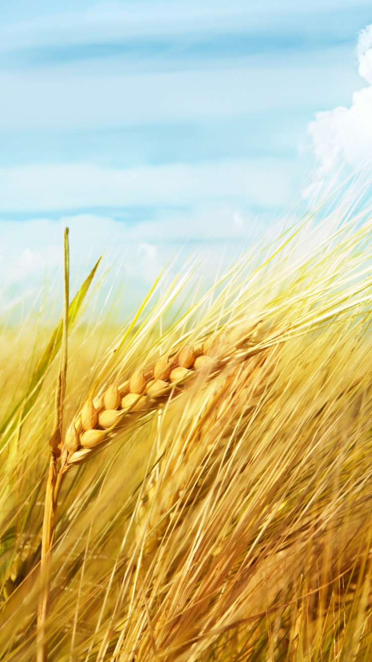 Campo de Trigo Marrón Bajo un Cielo Azul y Nubes Blancas Durante el Día. Wallpaper in 750x1334 Resolution