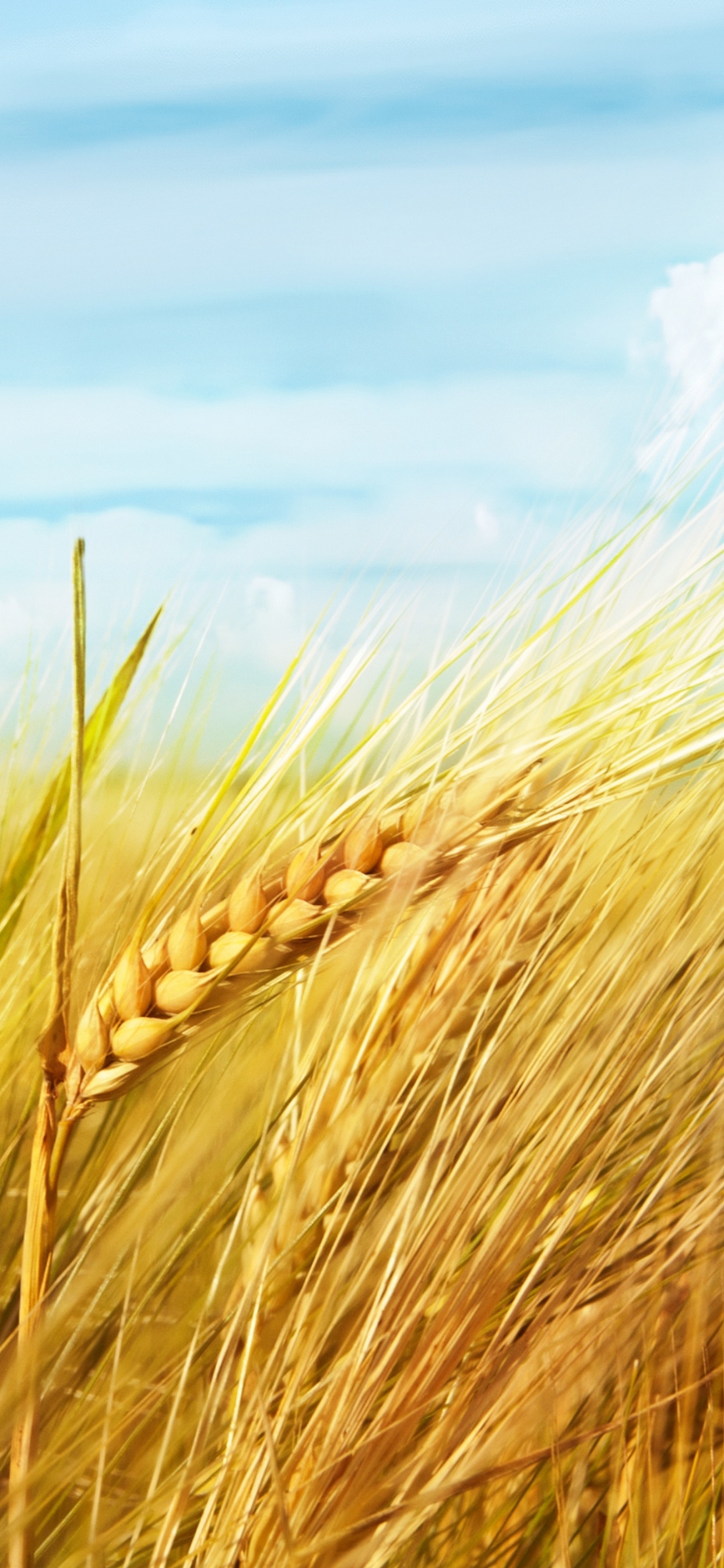 Brown Wheat Field Under Blue Sky and White Clouds During Daytime. Wallpaper in 1242x2688 Resolution
