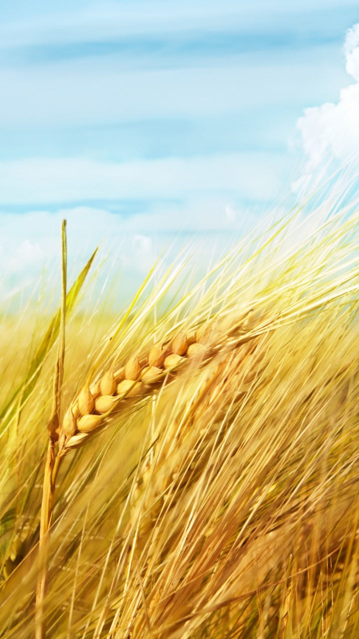 Brown Wheat Field Under Blue Sky and White Clouds During Daytime. Wallpaper in 720x1280 Resolution