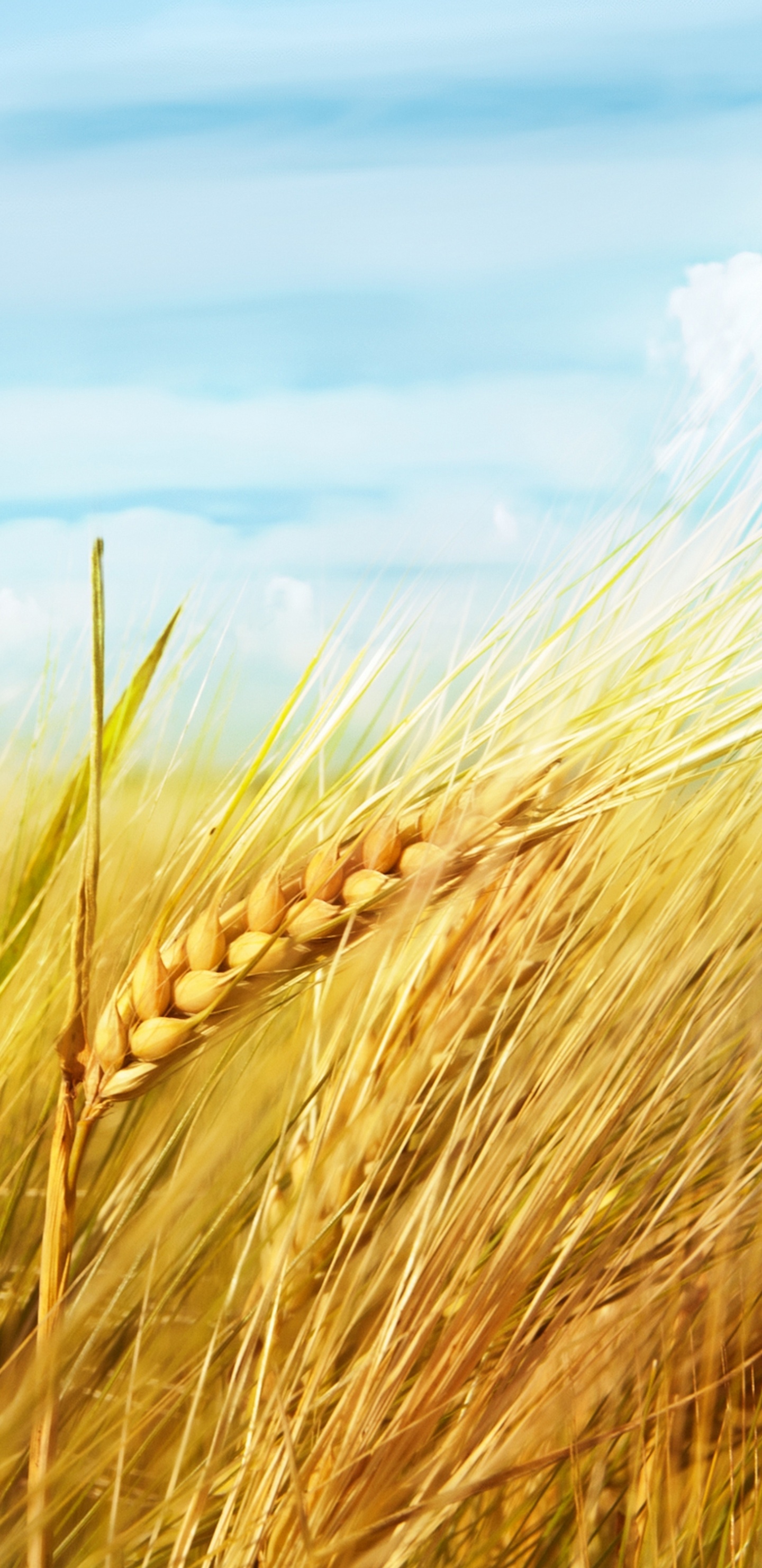 Champ de Blé Brun Sous Ciel Bleu et Nuages Blancs Pendant la Journée. Wallpaper in 1440x2960 Resolution