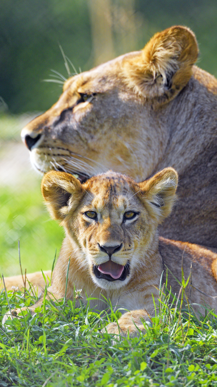 Leones, Big Cat, East African Lion, Cabello, Entorno Natural. Wallpaper in 750x1334 Resolution
