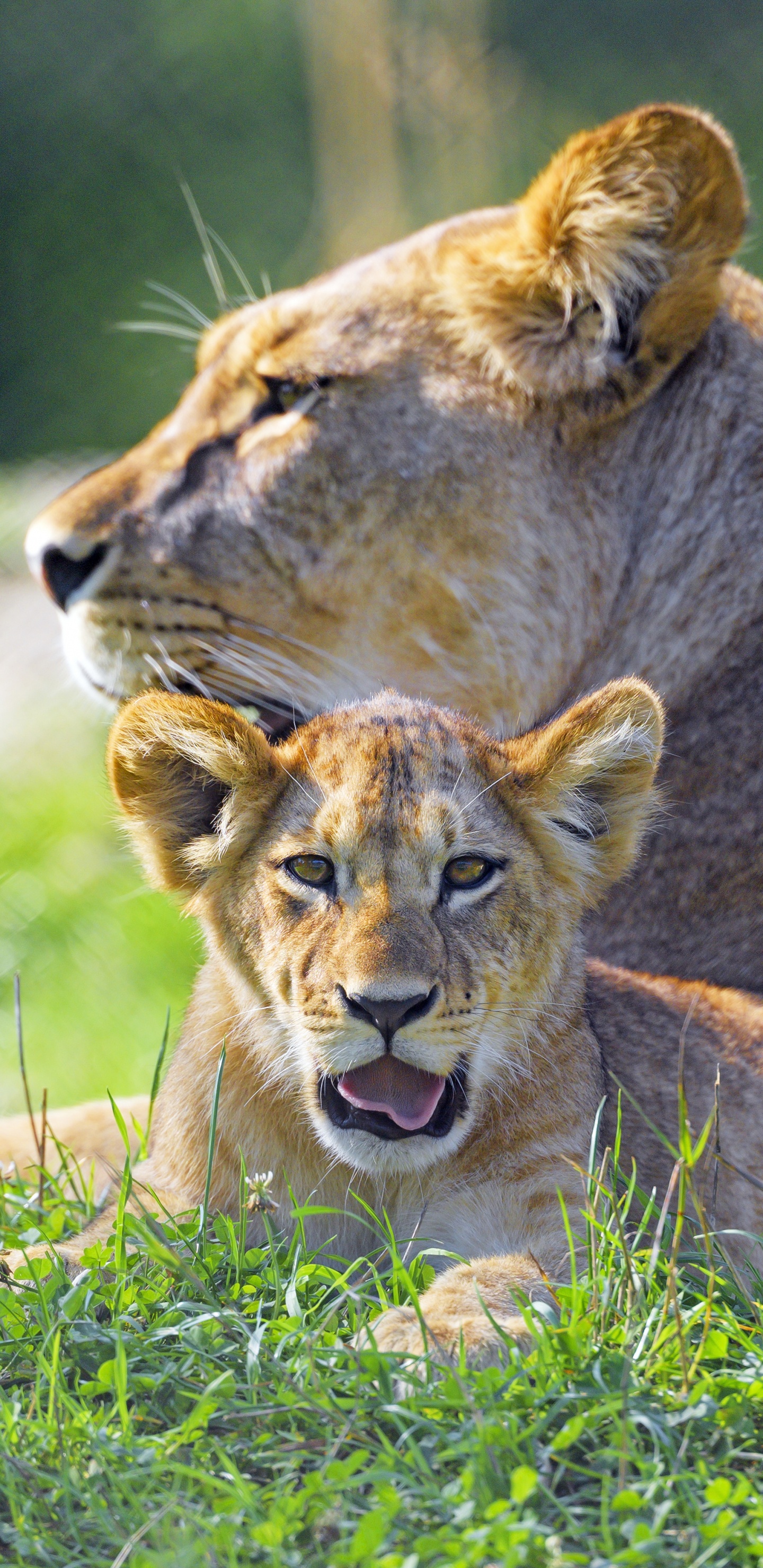 Lion, Big Cat, East African Lion, Cheveu, Environnement Naturel. Wallpaper in 1440x2960 Resolution
