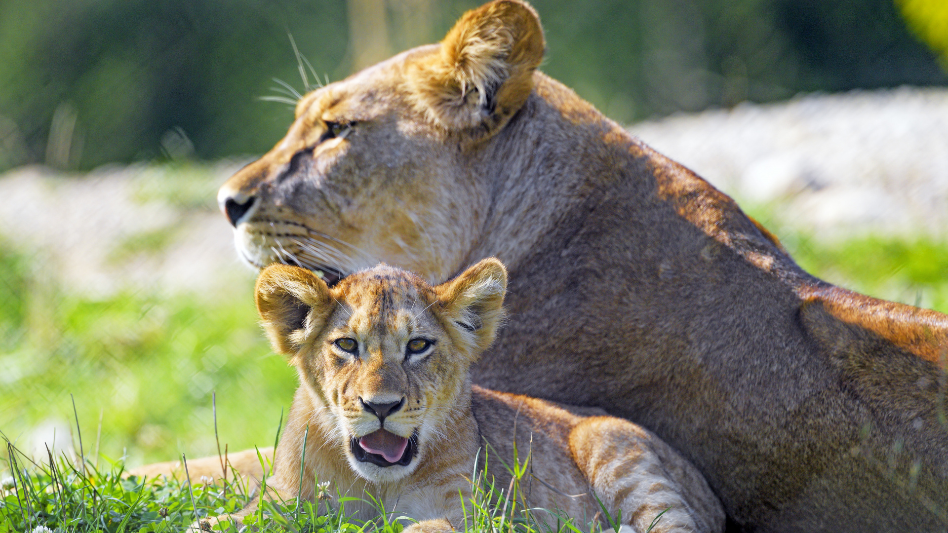 Lion, Big Cat, East African Lion, Hair, Natural Environment. Wallpaper in 1920x1080 Resolution