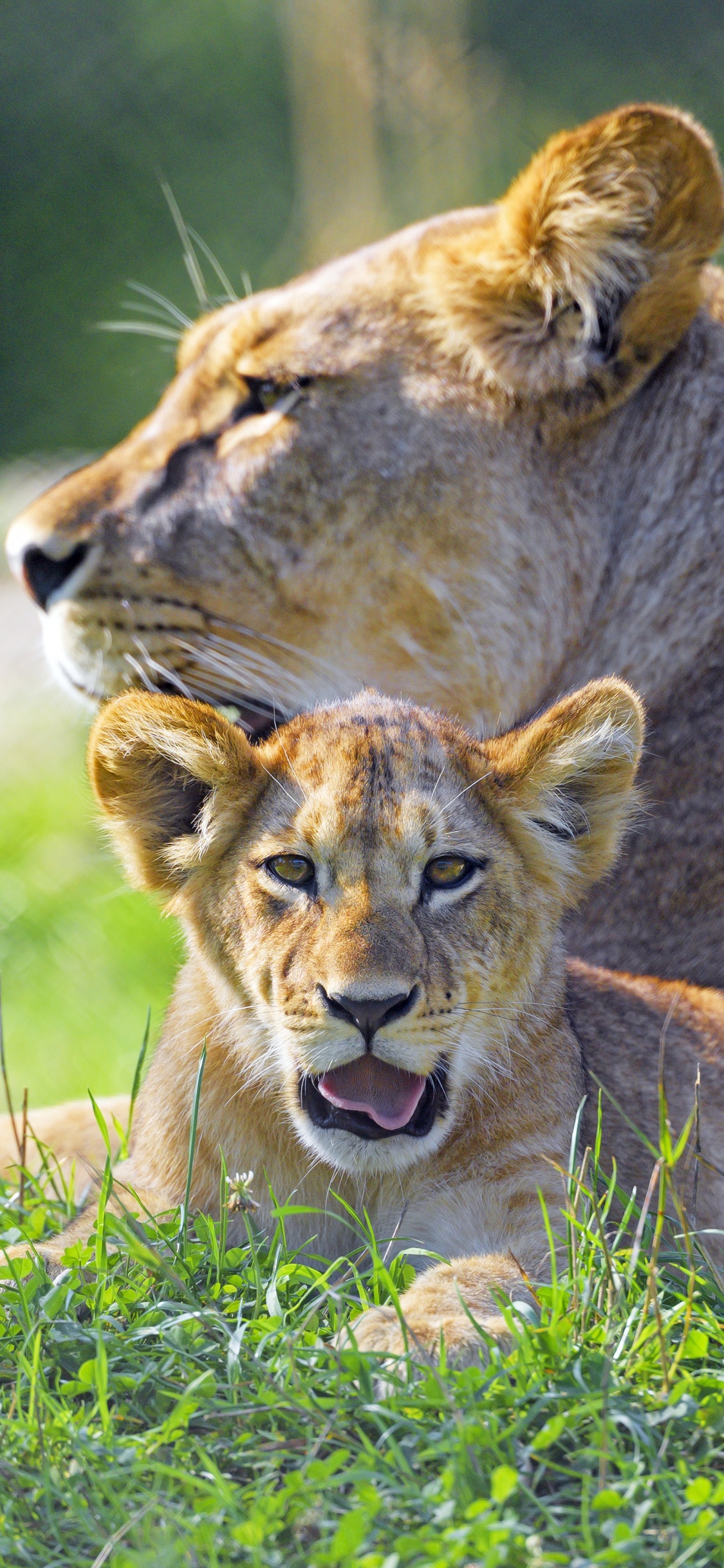 Lion, East African Lion, Haar, Natürlichen Umgebung, Felidae. Wallpaper in 1125x2436 Resolution