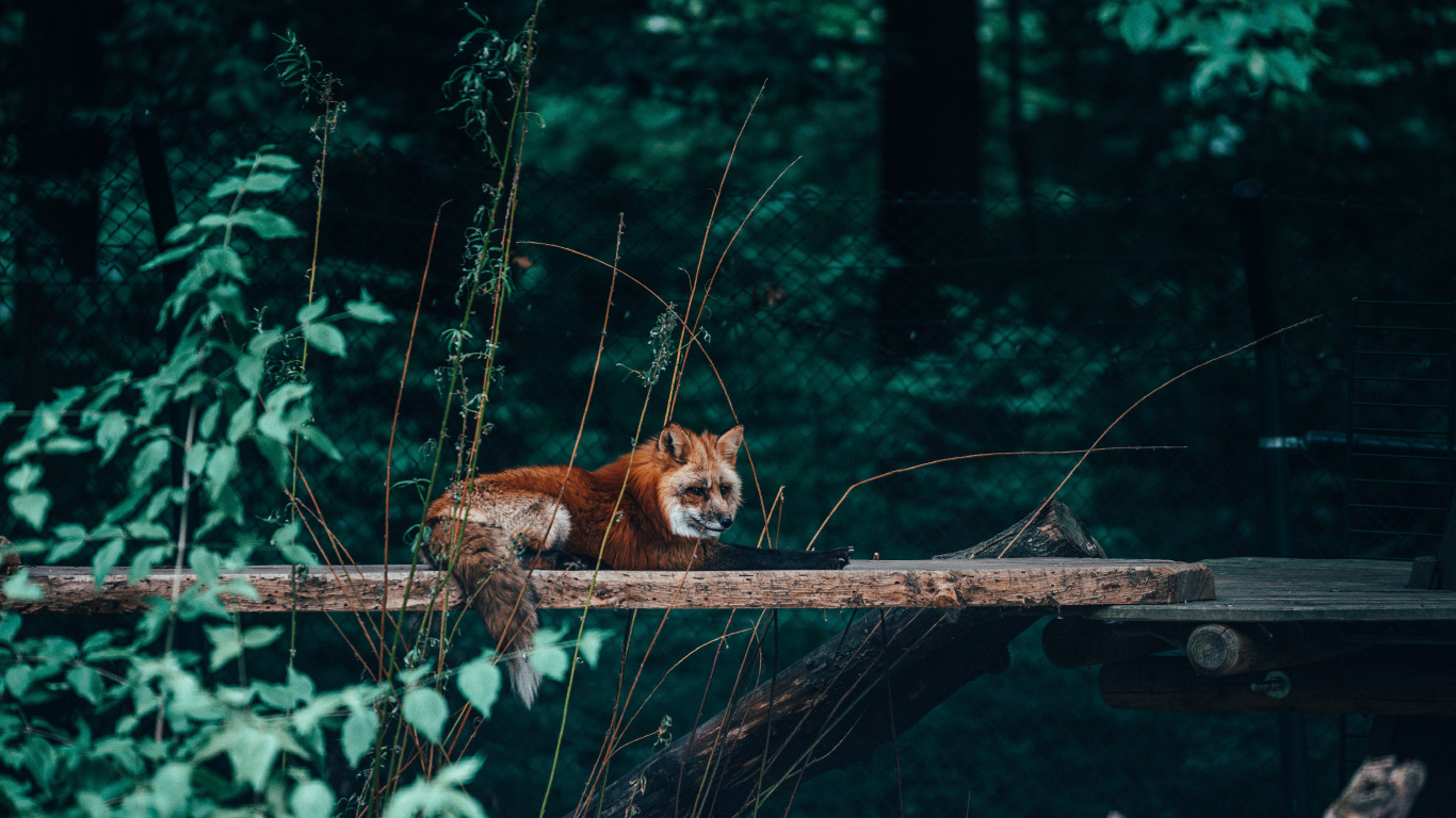 Brauner Fuchs Auf Braunem Holzscheit. Wallpaper in 1366x768 Resolution