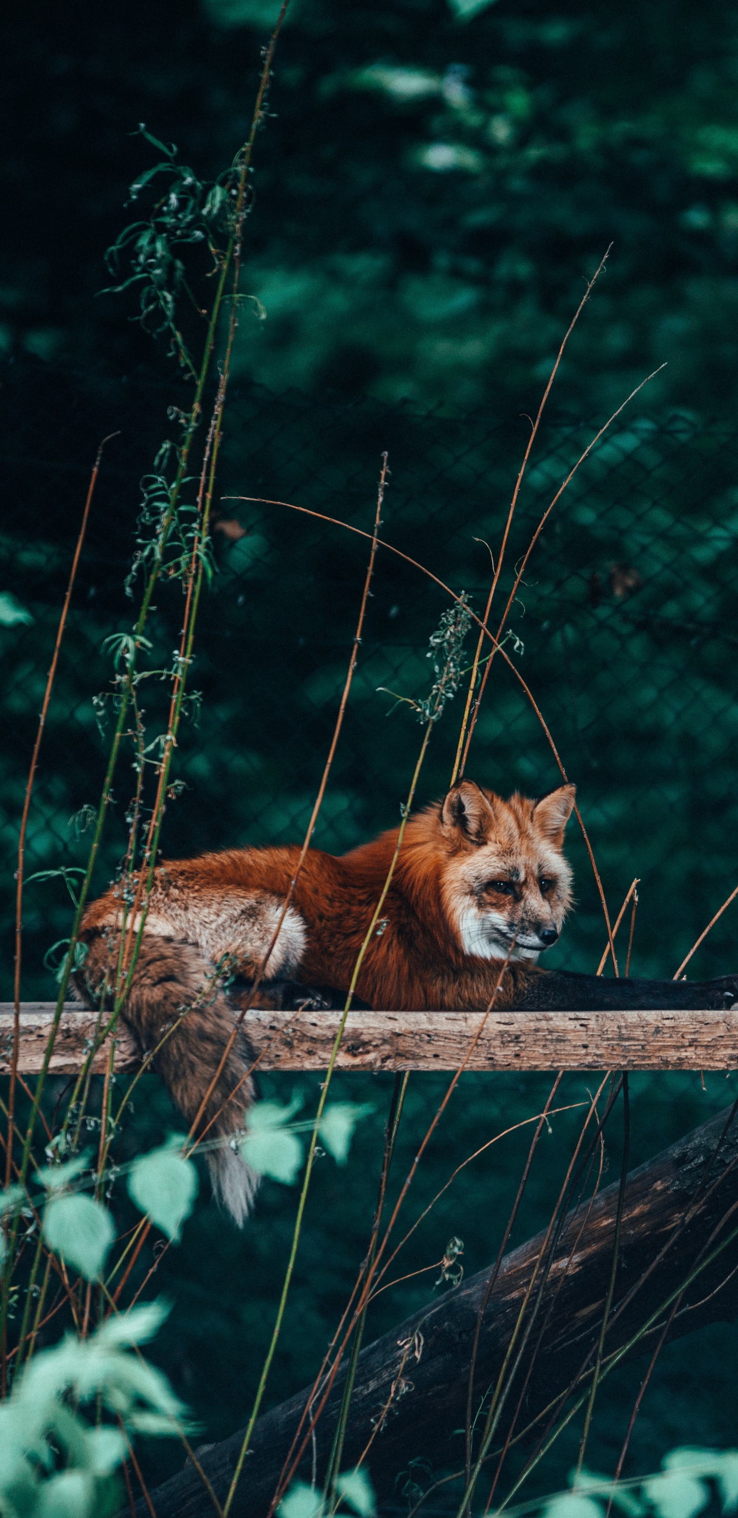 Brauner Fuchs Auf Braunem Holzscheit. Wallpaper in 1440x2960 Resolution