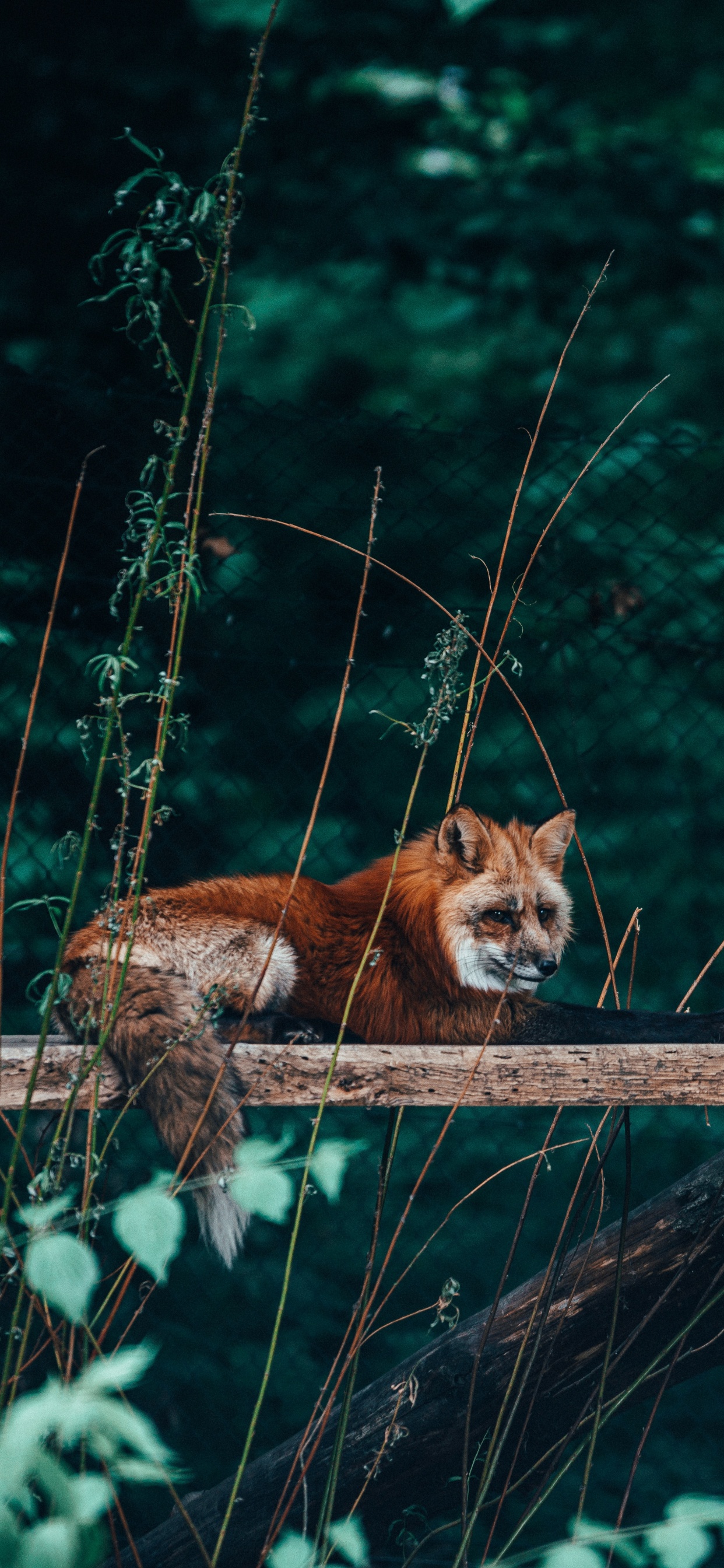 Renard Brun Sur Une Bûche de Bois Brune. Wallpaper in 1242x2688 Resolution