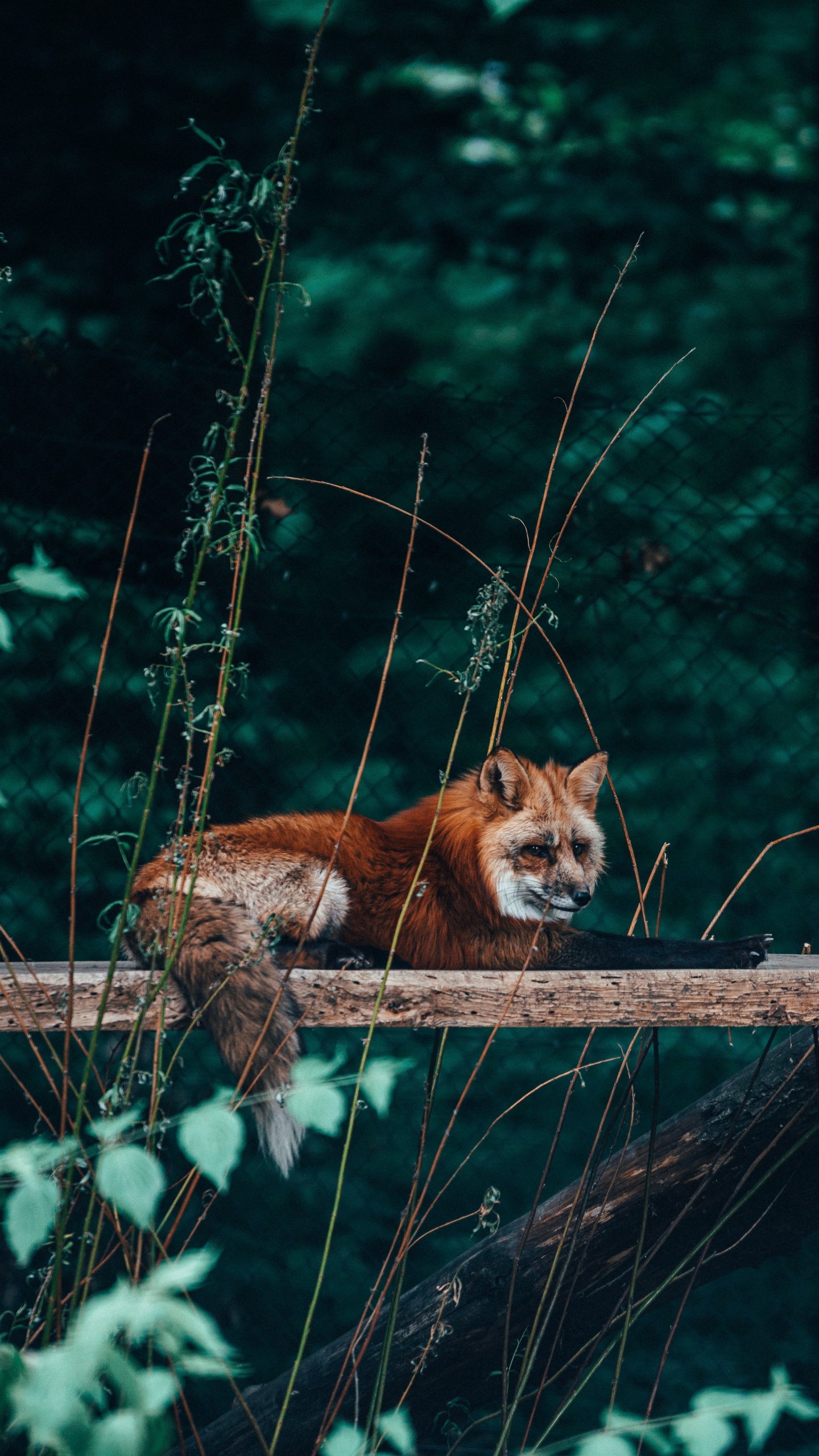Renard Brun Sur Une Bûche de Bois Brune. Wallpaper in 1440x2560 Resolution