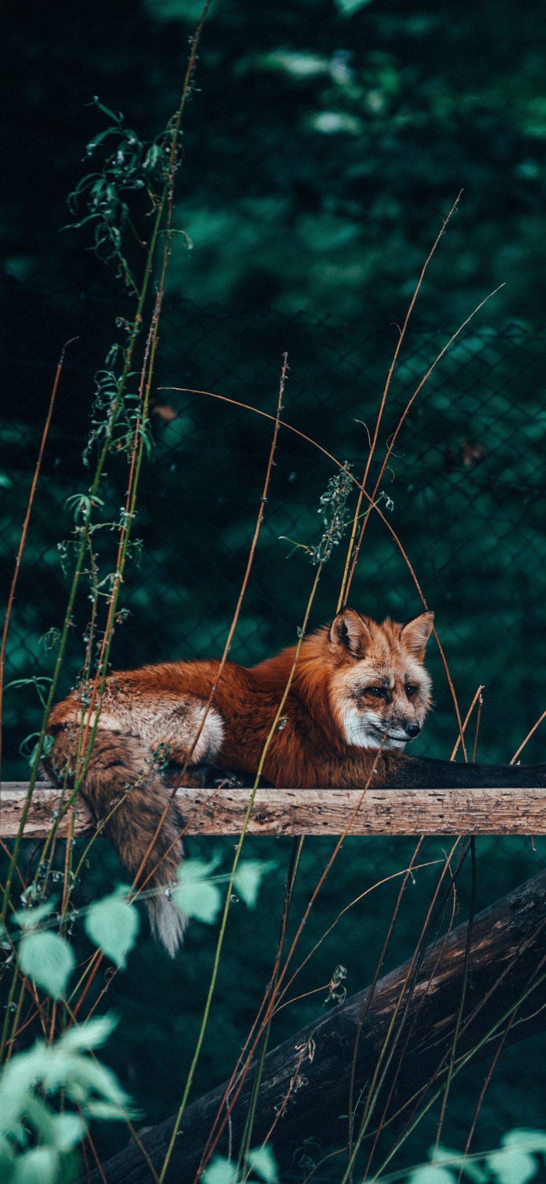 Brown Fox on Brown Wooden Log. Wallpaper in 1125x2436 Resolution