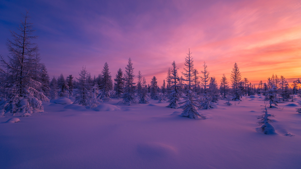 Pinos Cubiertos de Nieve Bajo un Cielo Azul Durante el Día. Wallpaper in 1280x720 Resolution